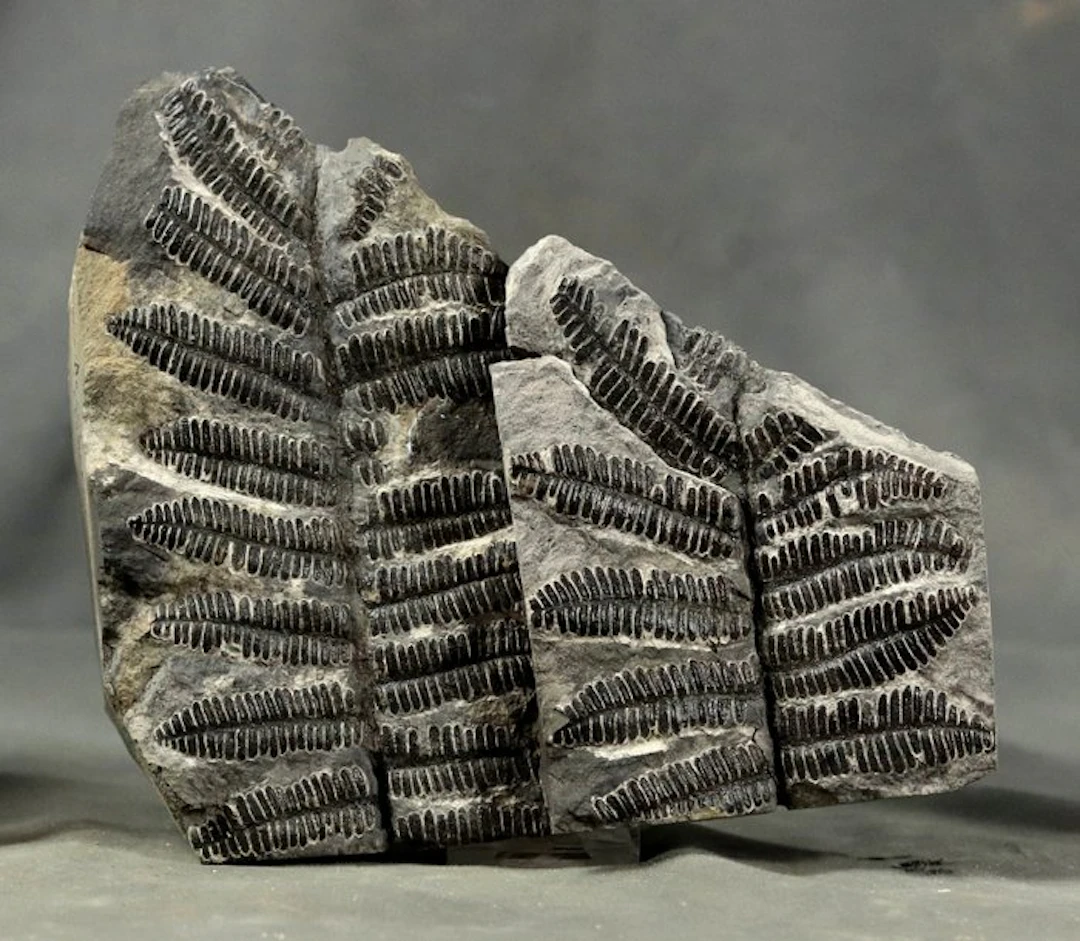 Outstanding specimen - From Classic french location...