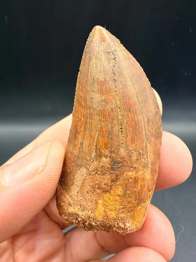 Dinosaur - Fossil tooth - carcharodontosaurus saharicus - 5.7 cm