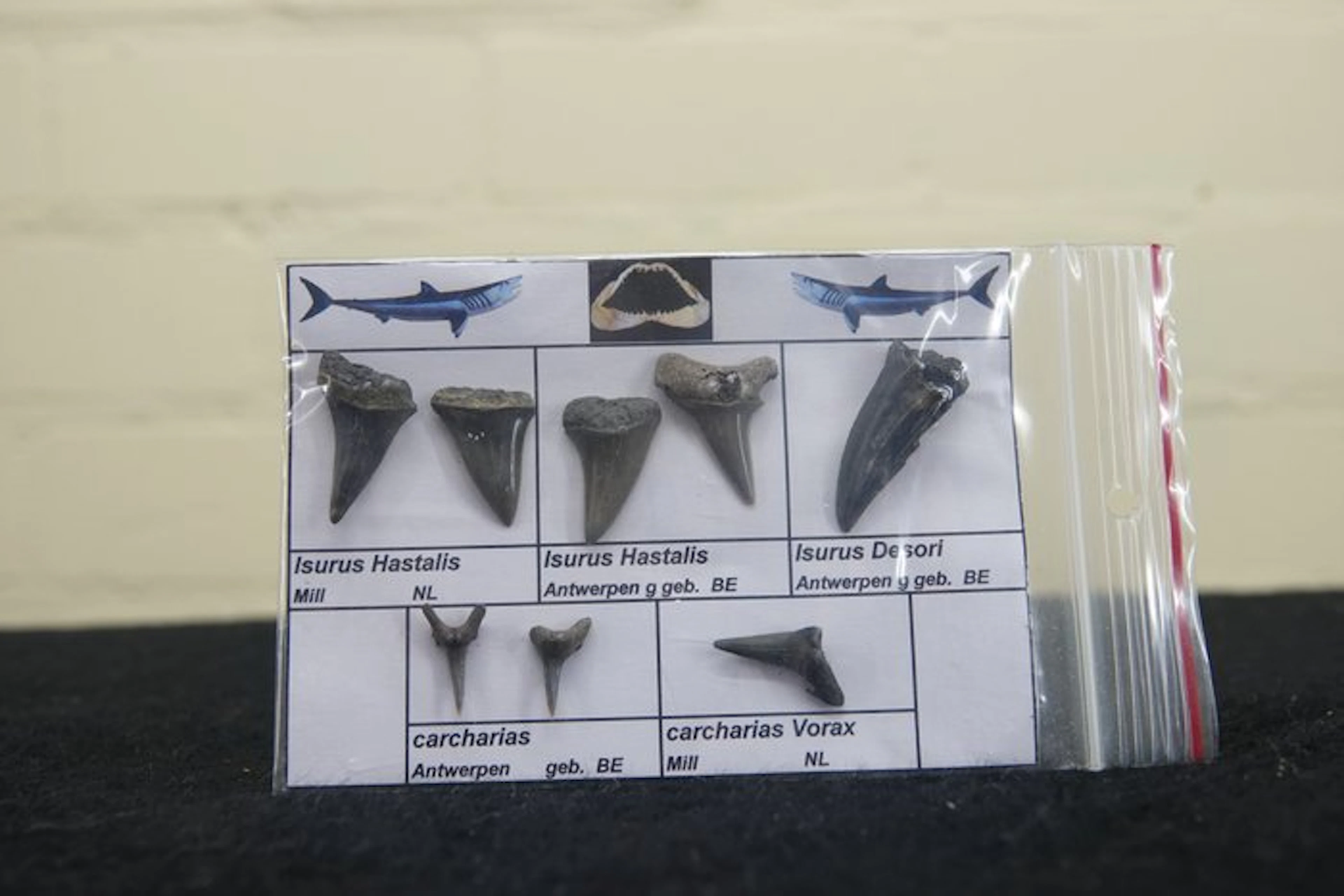 fossil shark teeth - Fossil tooth - Otodus Sokolovi - 0...