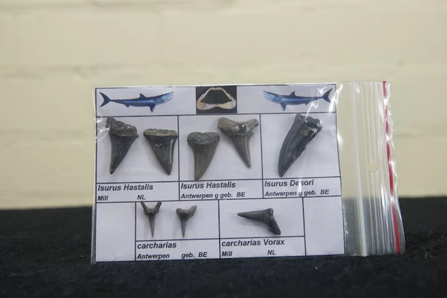 fossil shark teeth - Fossil tooth - Otodus Sokolovi - 0...