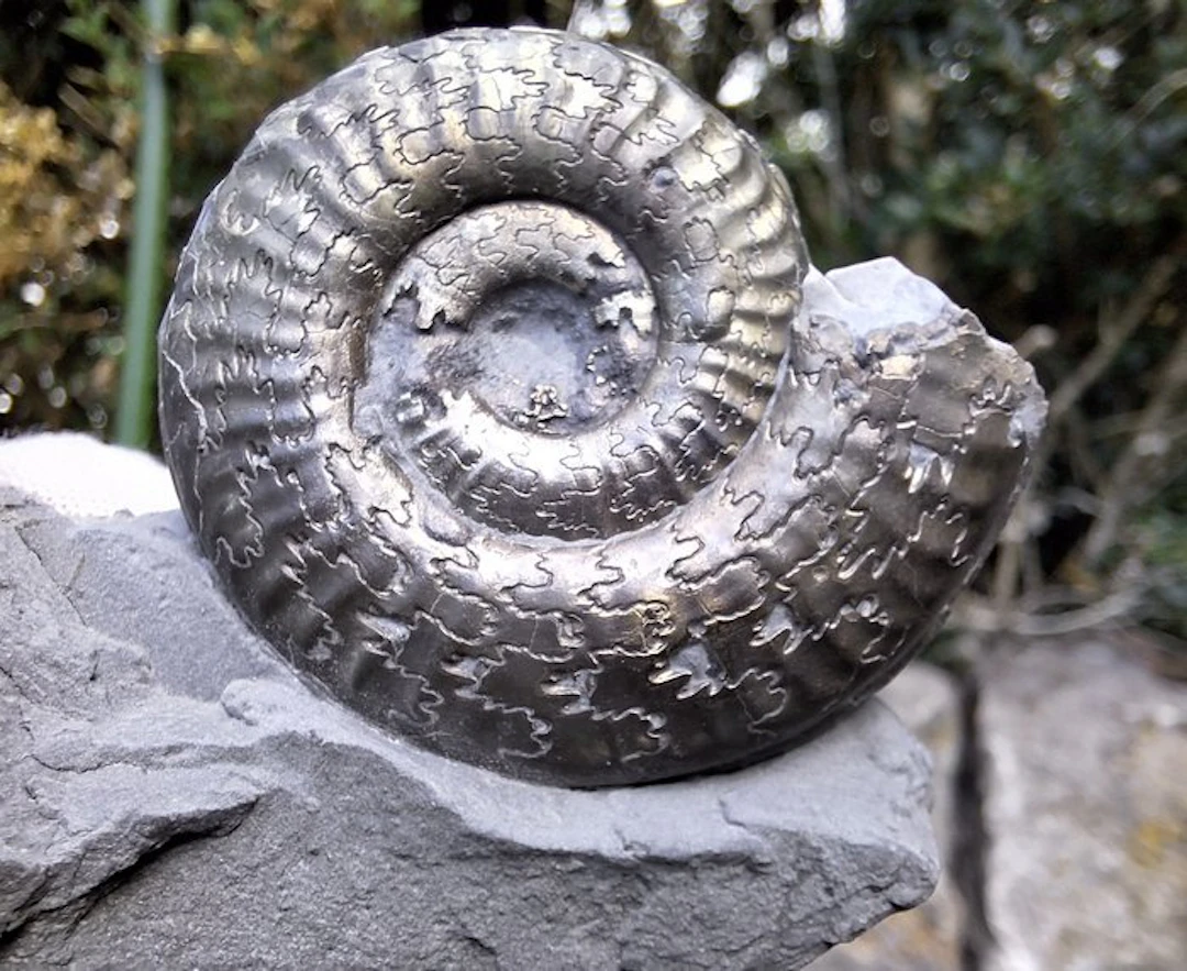 Magnificent pyritized ammonite Hildoceras bifrons (Bruguière