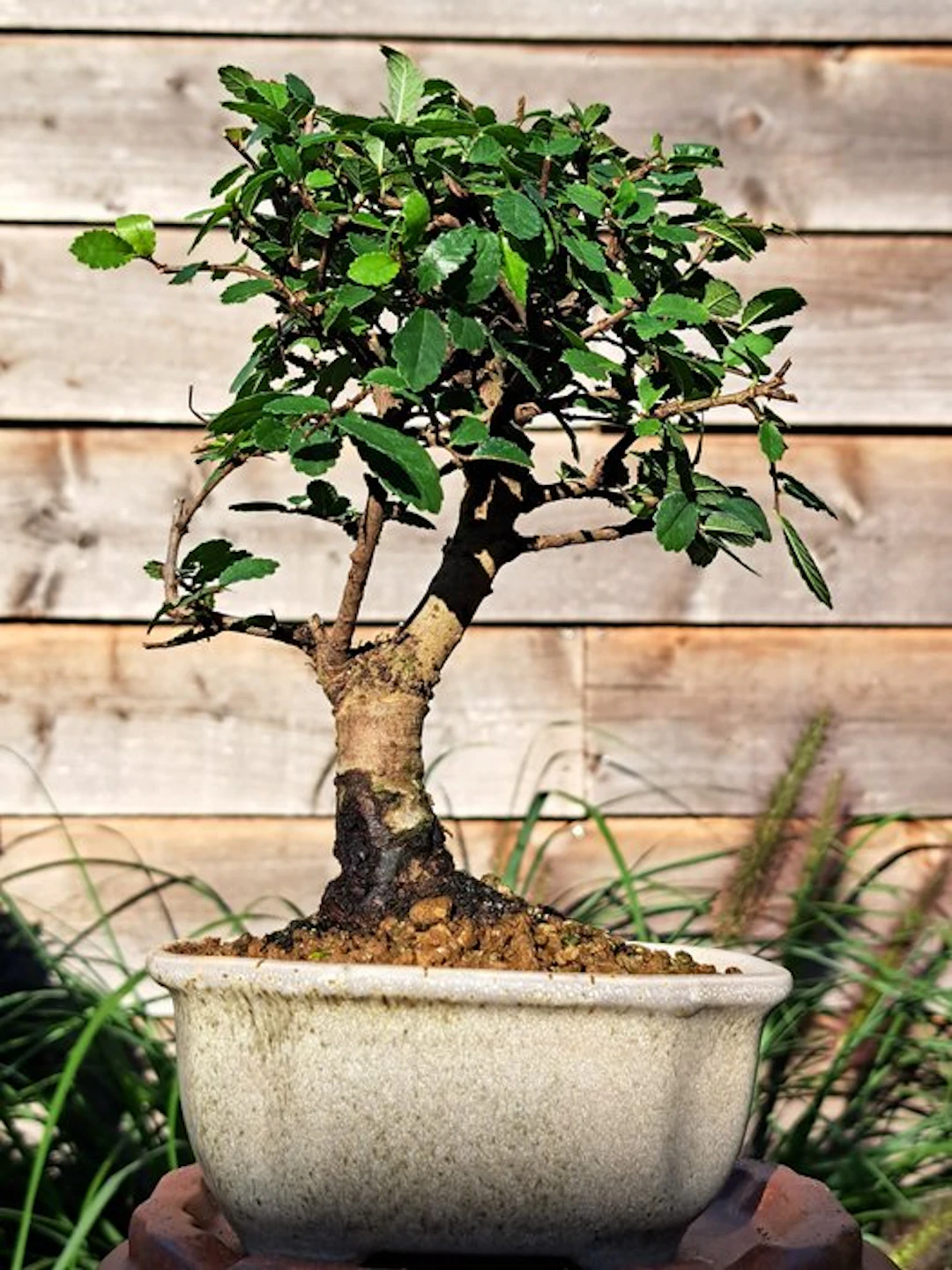 Chinese elm bonsai (Ulmus parviflora) - Height (Tree): 20...