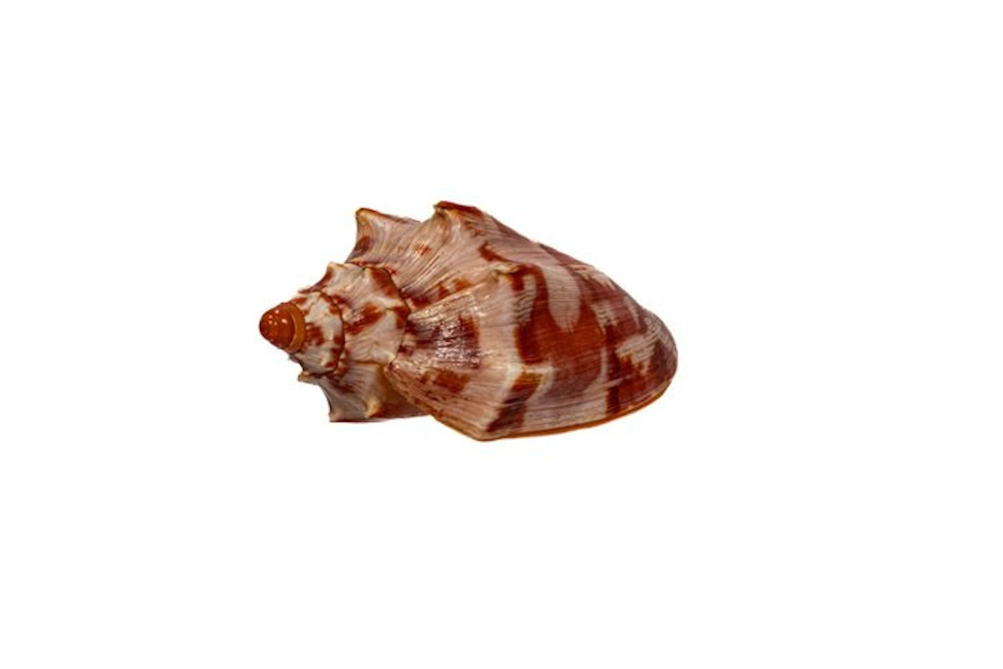 Cymbiola aulica aulica - Rare XL Size - Exceptional GEM...