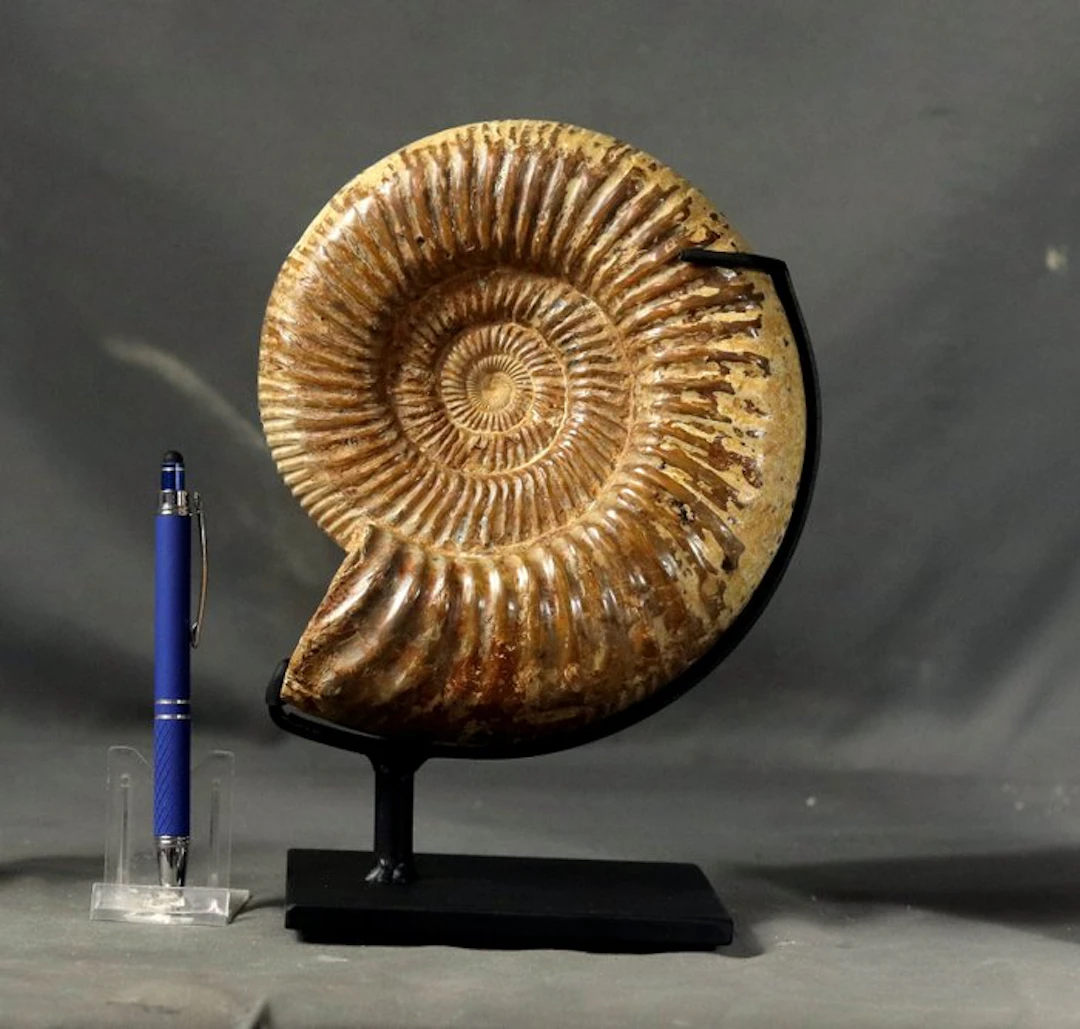Large size ammonite - On elegant custom made steel stand...