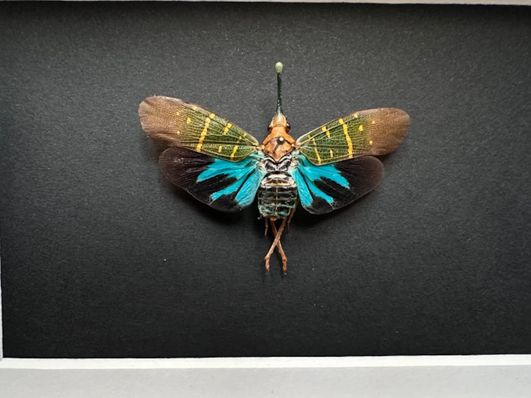 Butterfly Taxidermy full body mount - Saiva...