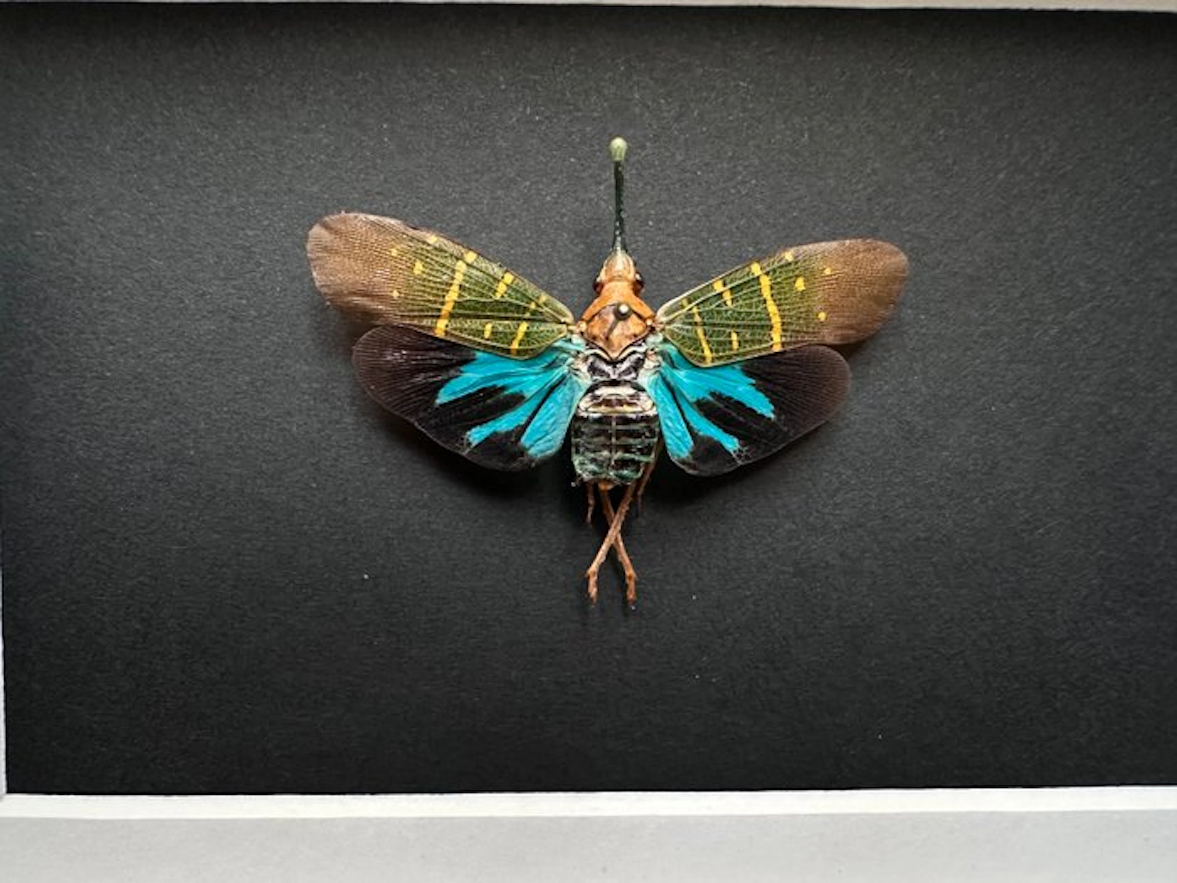 Butterfly Taxidermy full body mount - Saiva...