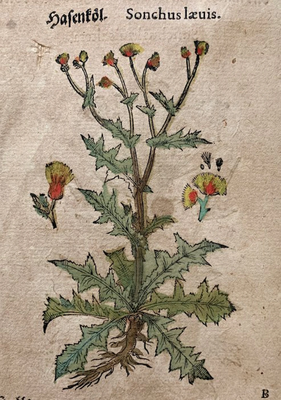 Pietro Andrea Mattioli - Contemporary hand-coloured leaf...