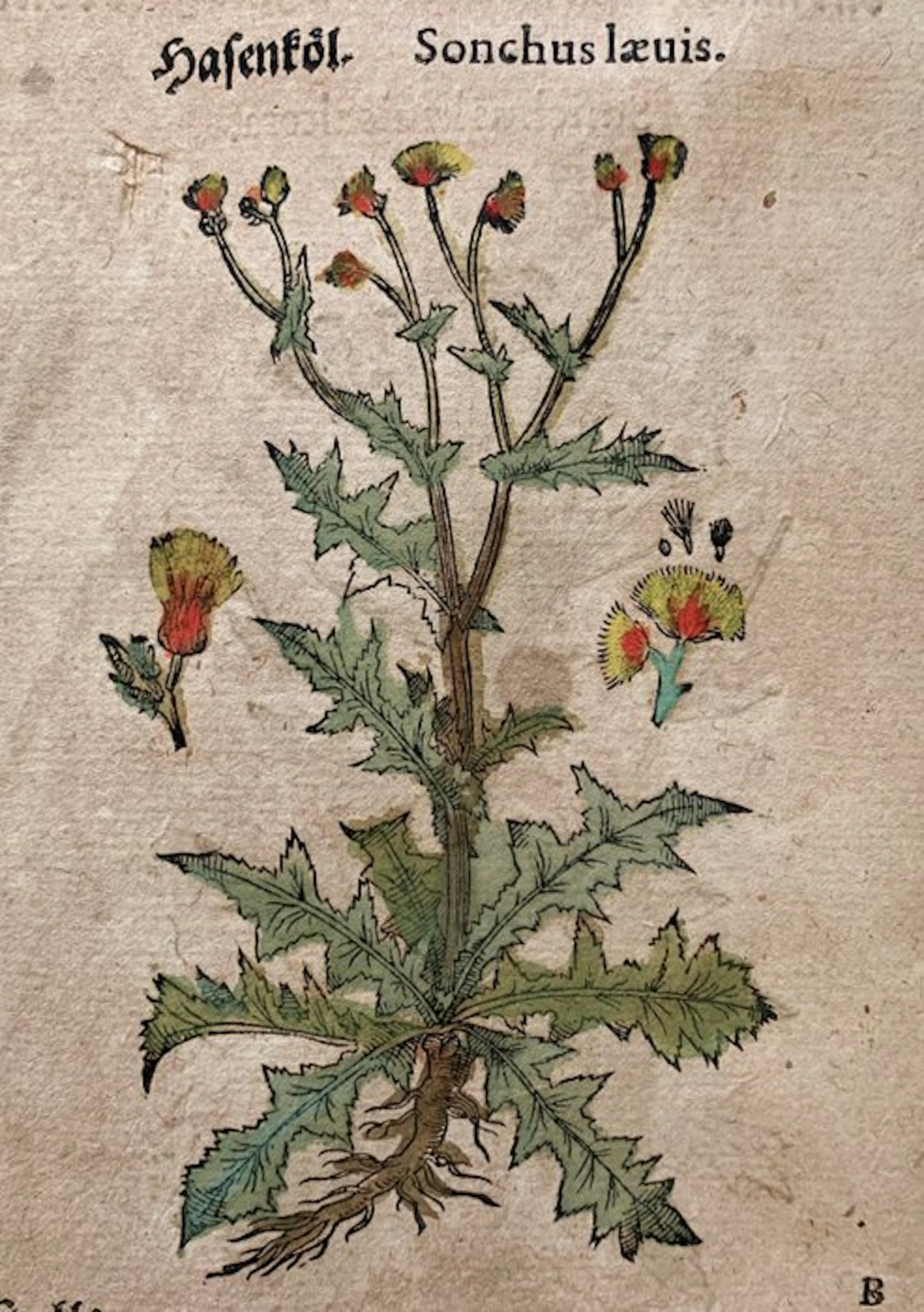 Pietro Andrea Mattioli - Contemporary hand-coloured leaf...