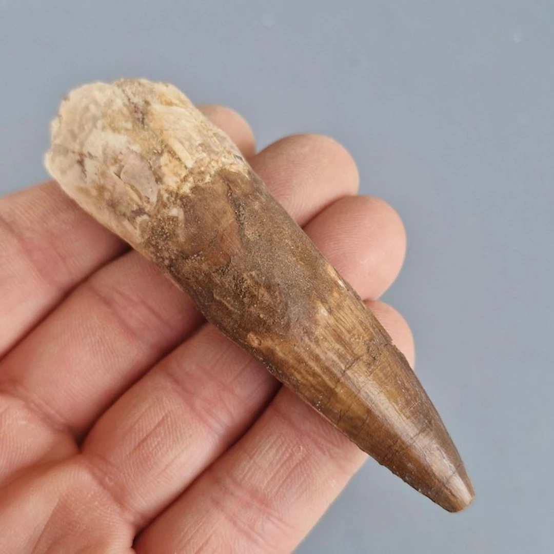 Large Spinosaurid Dinosaur - Fossil tooth - Spinosaurus...