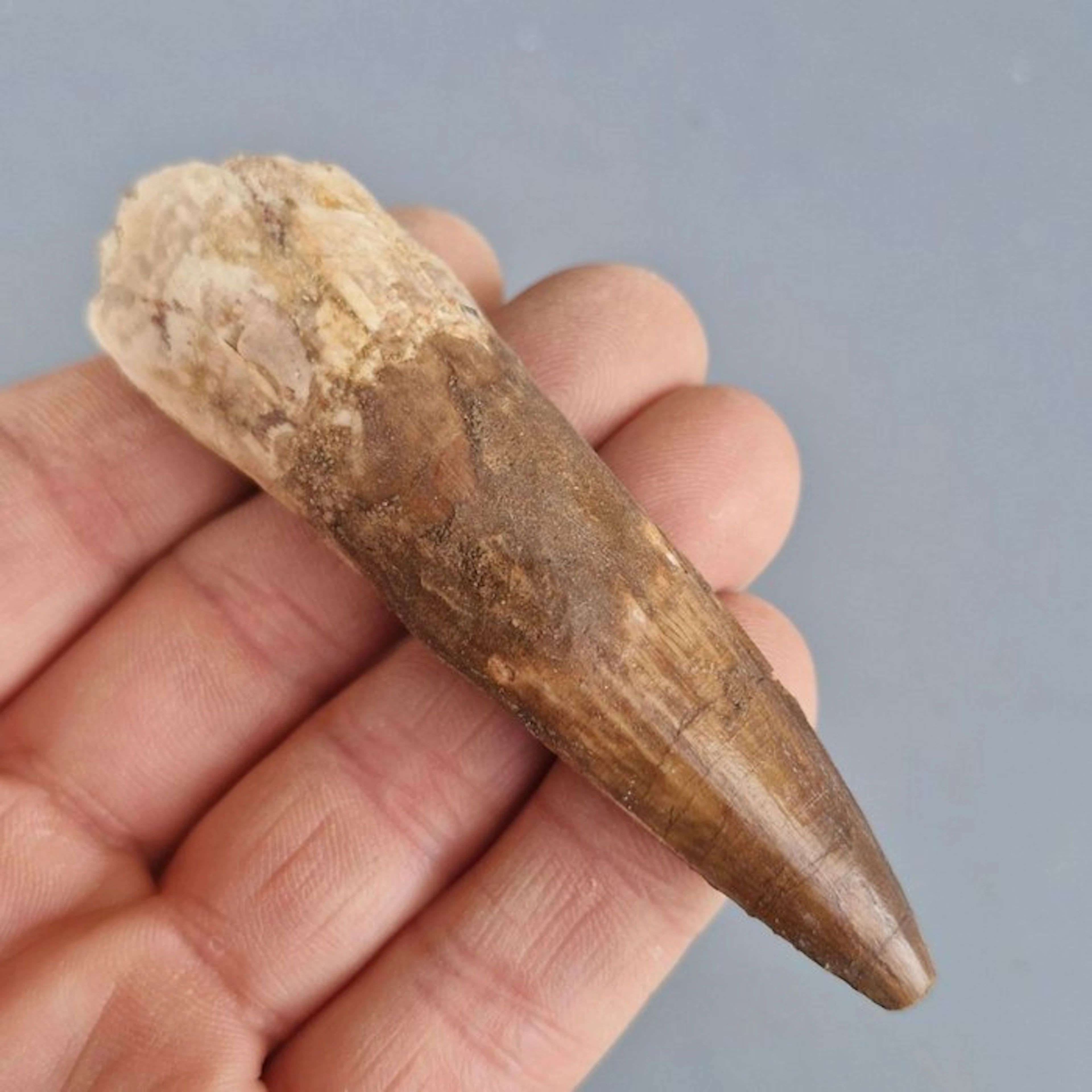 Large Spinosaurid Dinosaur - Fossil tooth - Spinosaurus...