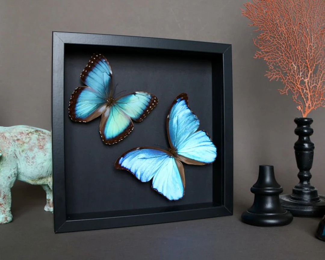 Butterfly Taxidermy full body mount - Morpho didius x...