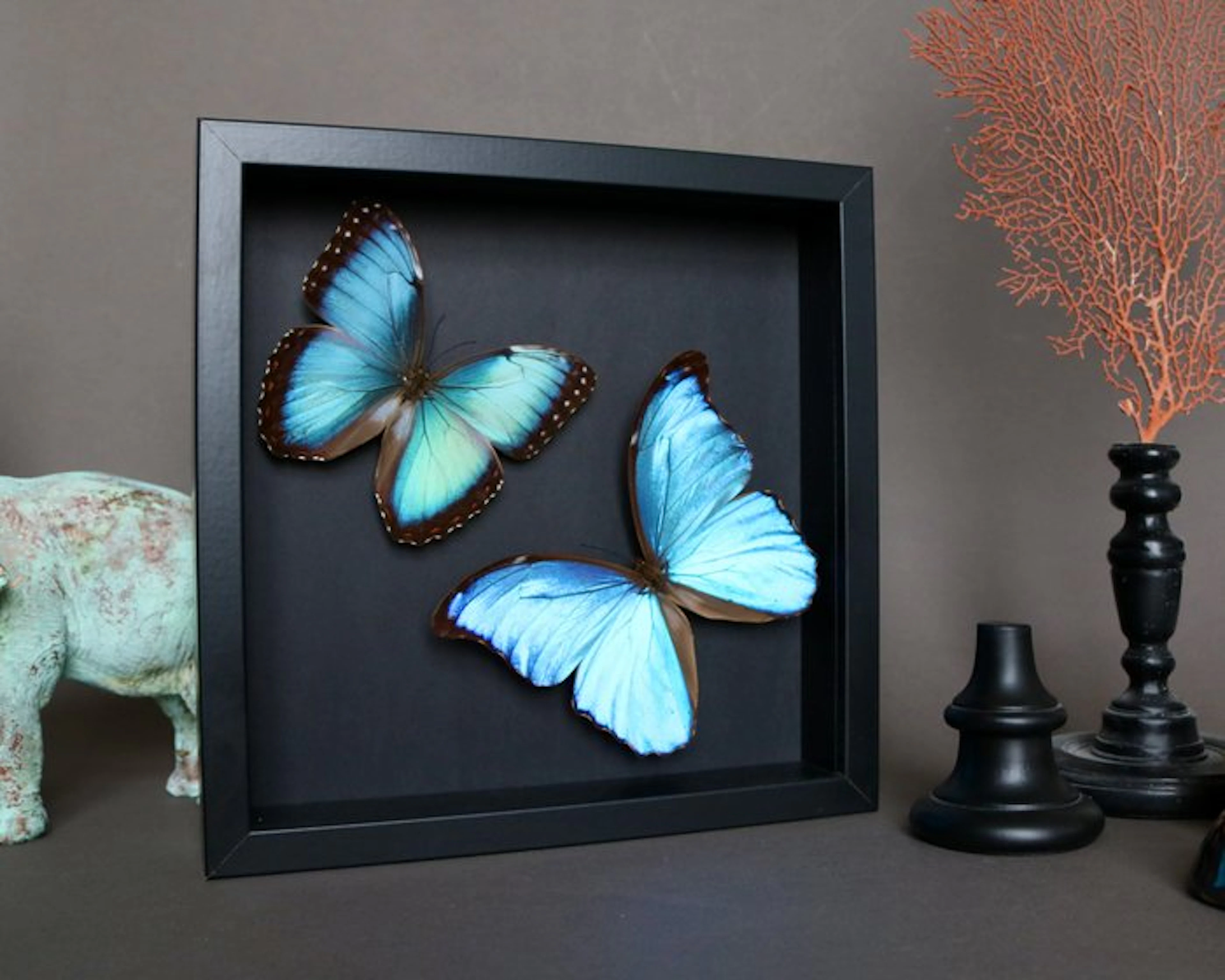 Butterfly Taxidermy full body mount - Morpho didius x...