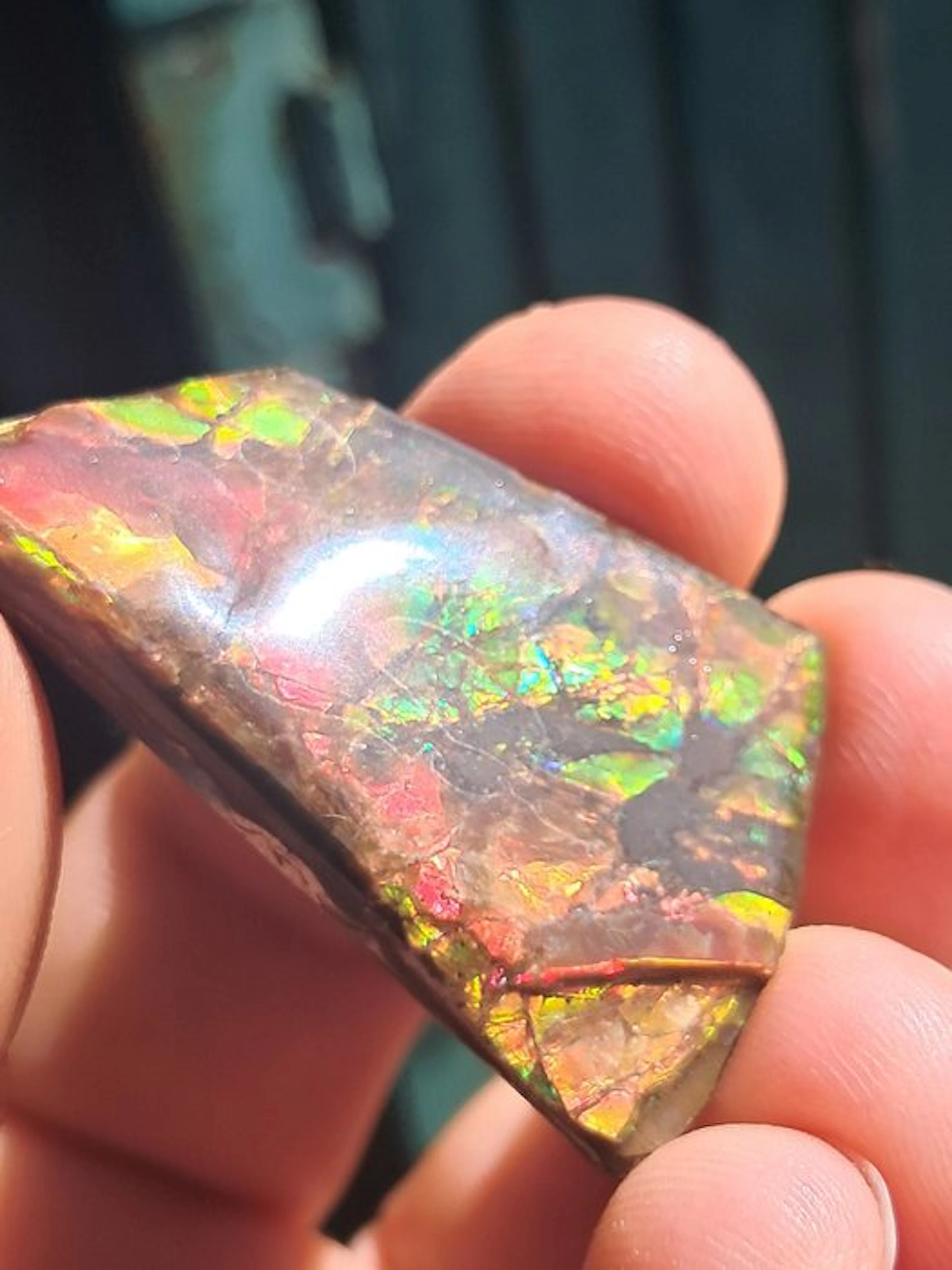 Ammolite - Fossil fragment - Placenticeras - 4.3 cm - 2.9 cm (No reserve price)