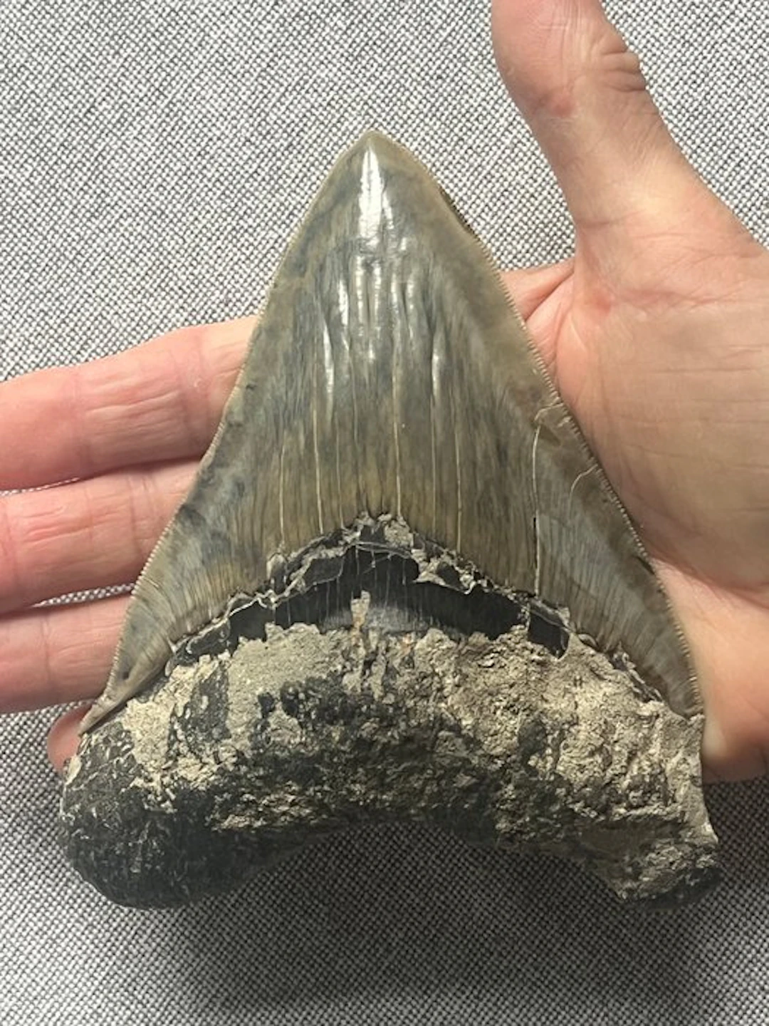 Huge Megalodon tooth 13,4 cm - Fossil tooth - Carcharocles megalodon