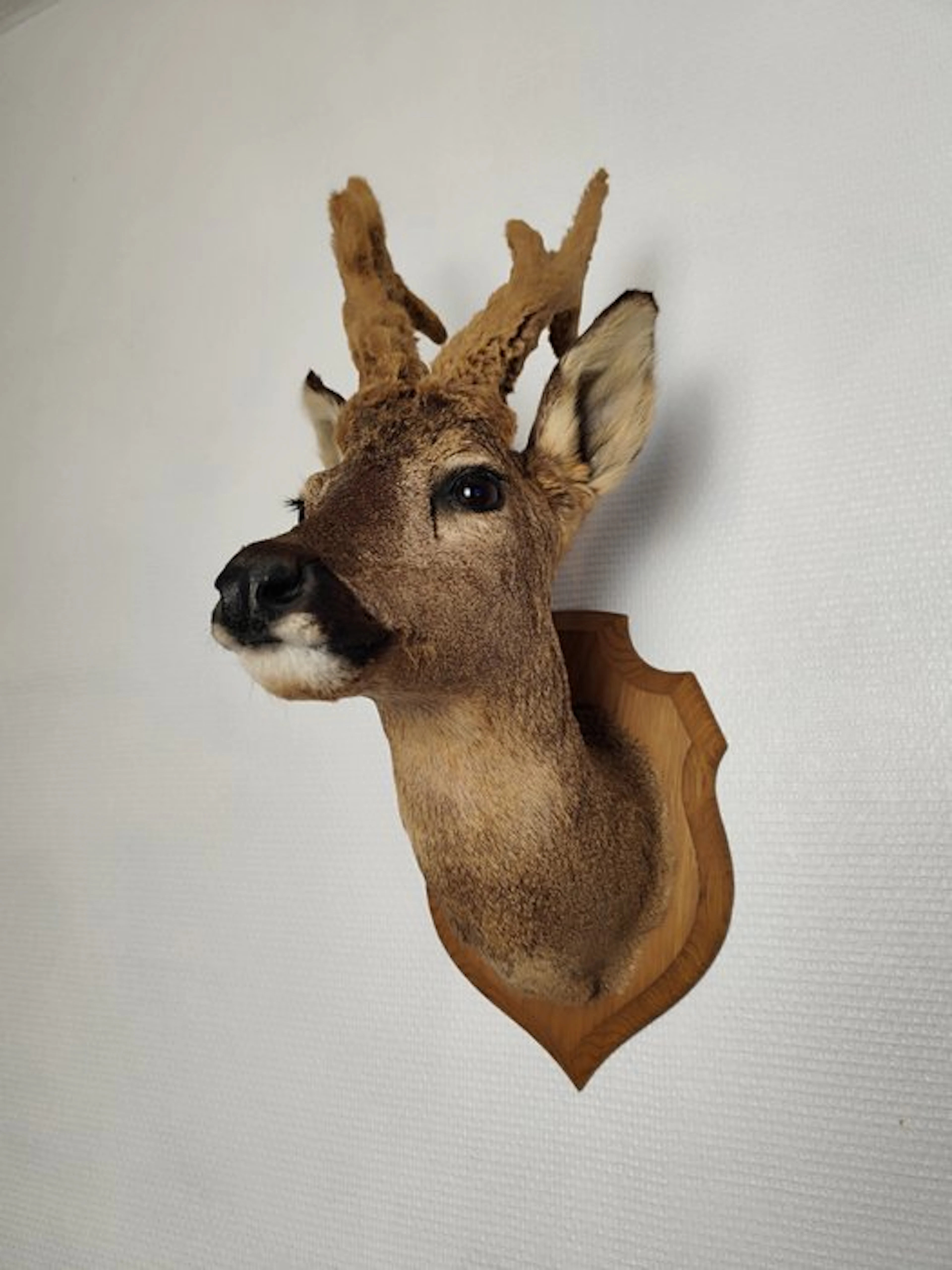 Roedeer Taxidermy full body mount - Capreolus capreolus...