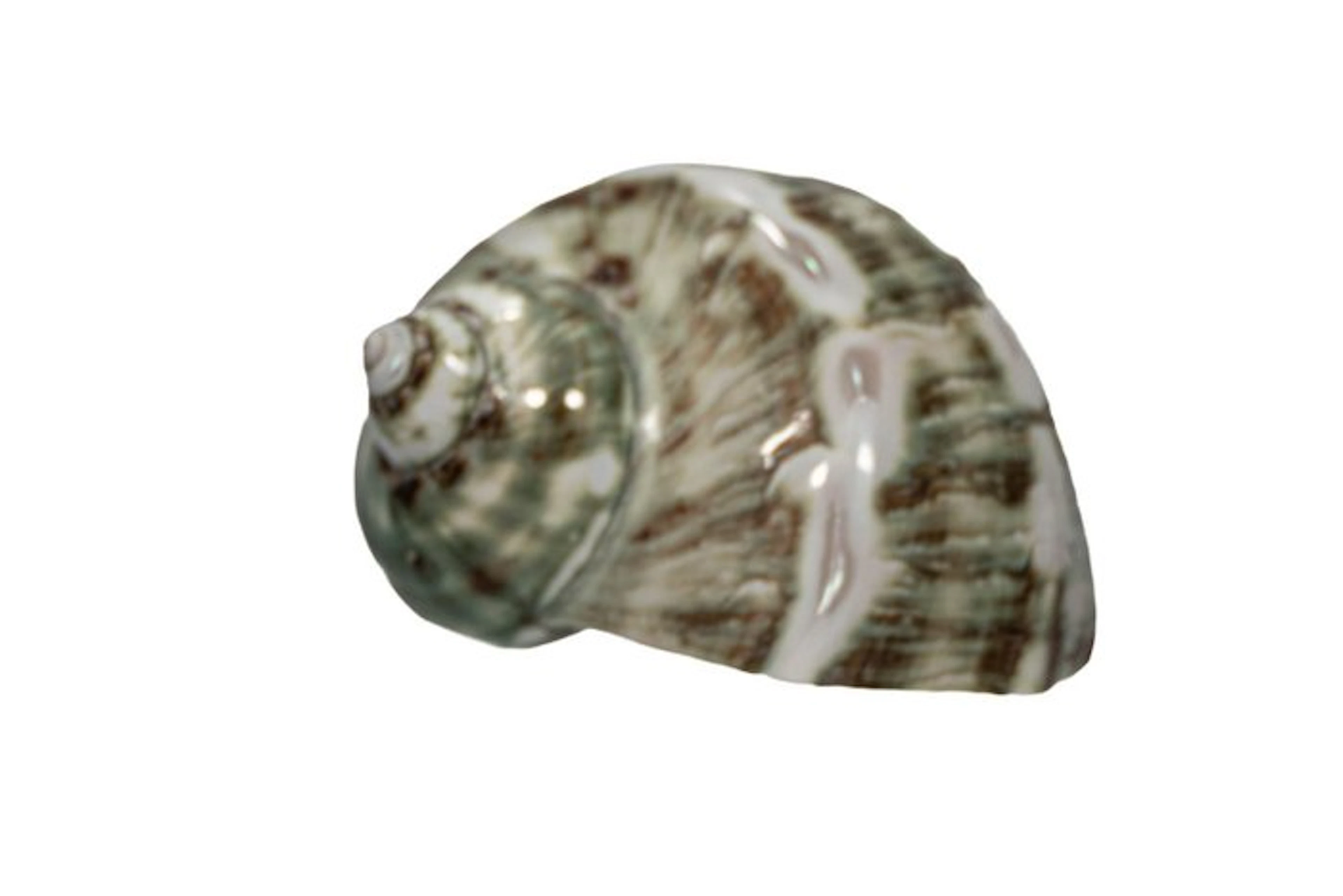 Magnificent turban snail (Turbo marmoratus) polished |...