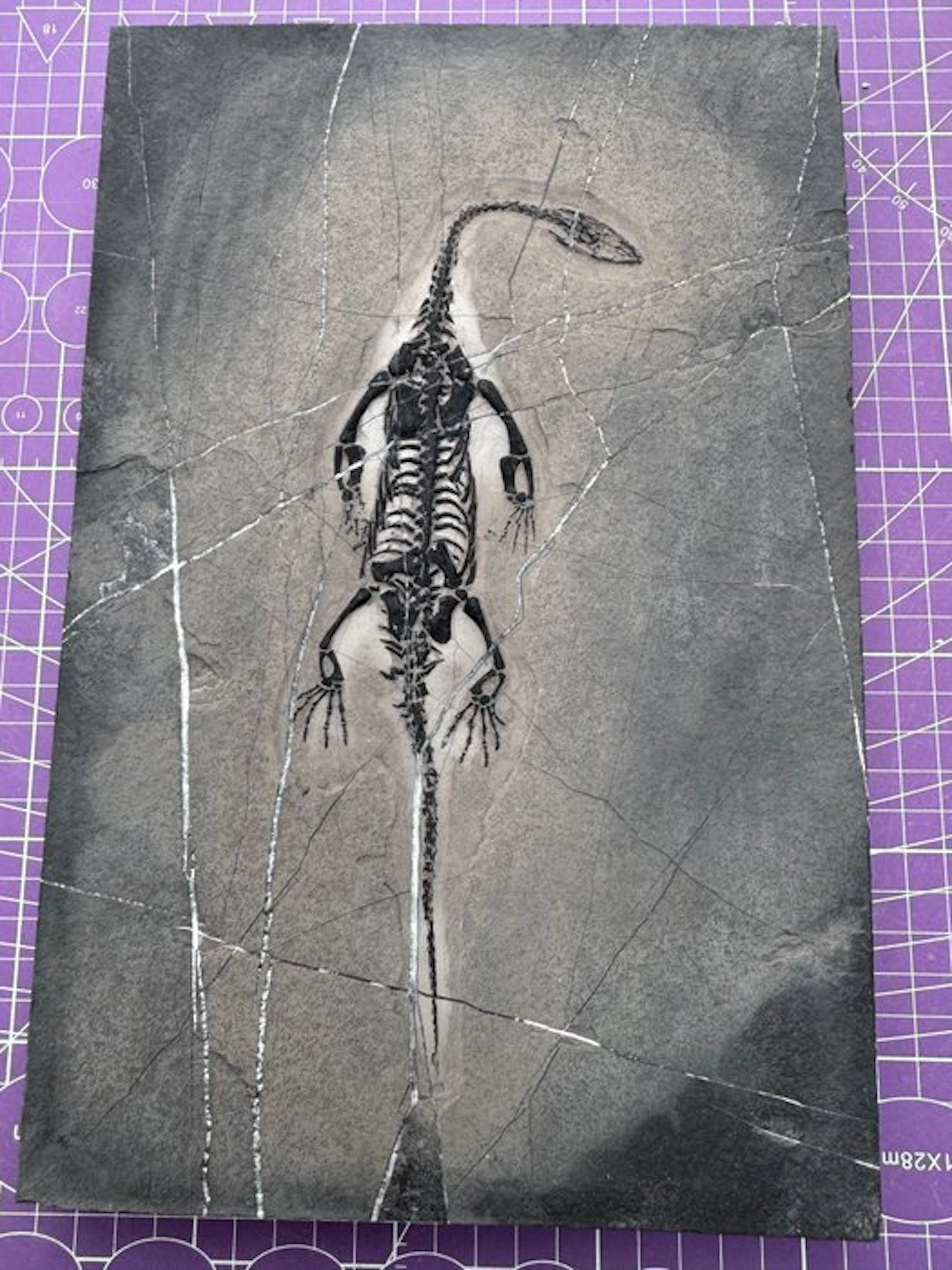 Fossil reptile: Keichousaurus - a rare testimony from the...