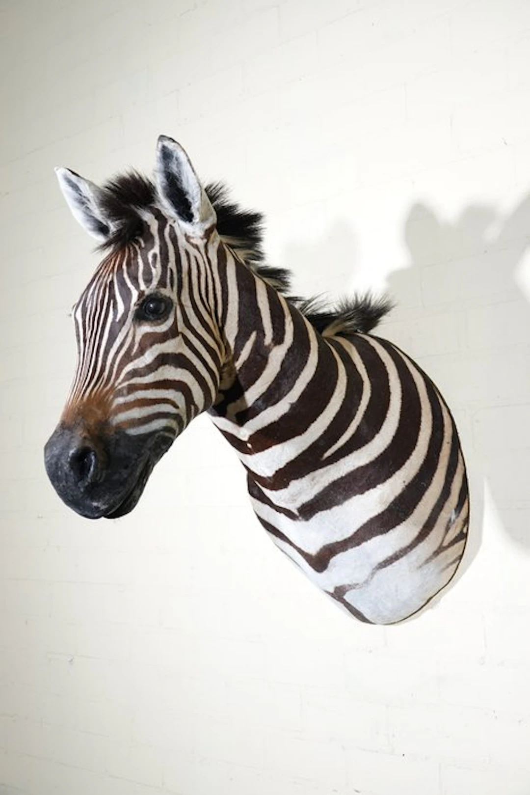 Zebra Head Taxidermy wall mount - Equus quagga - 45 cm...
