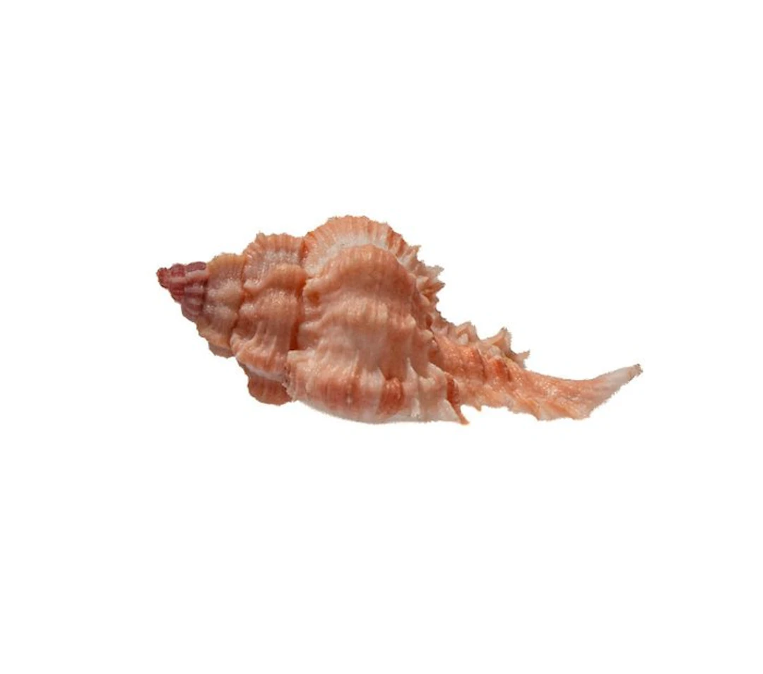 Lorenz's Spiny Conch (Chicoreus lorenzi) – A rare...