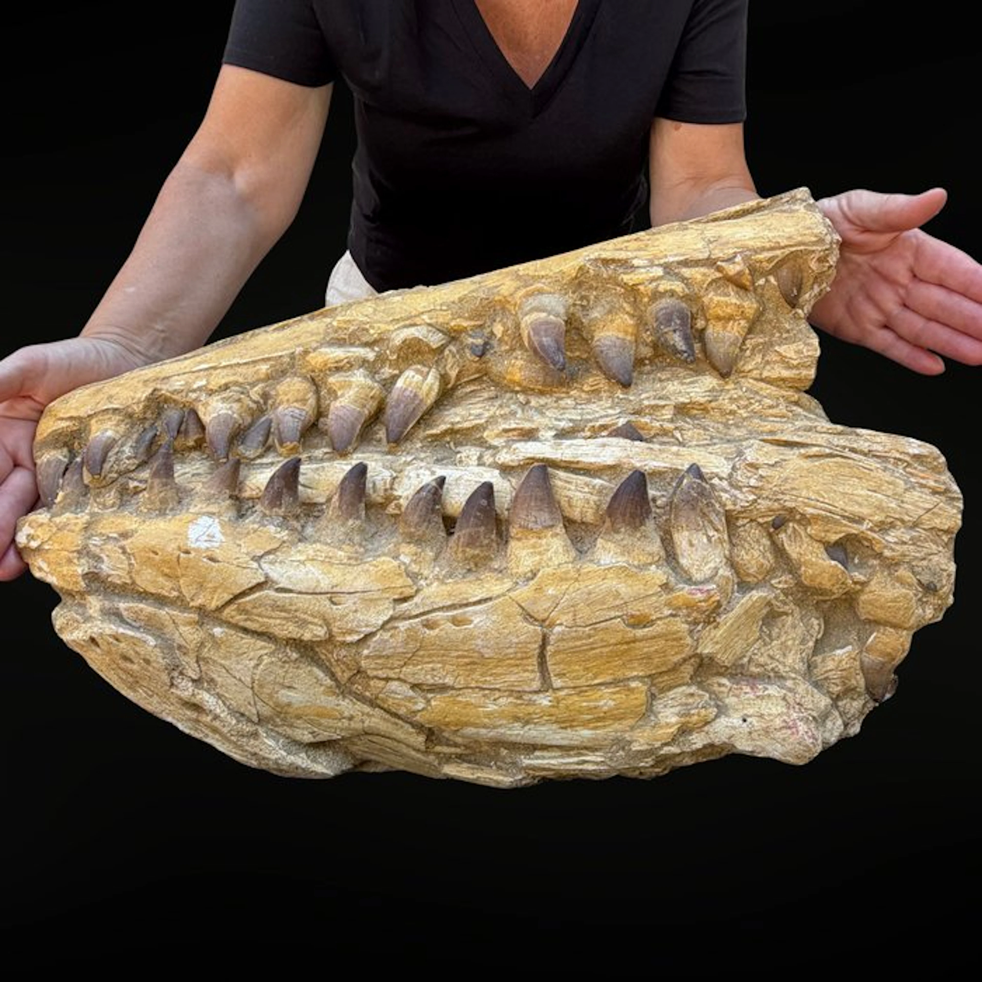 Mosasaur jawbone - Fossilised jaw - Mosasaurus sp. - 34 cm - 54 cm