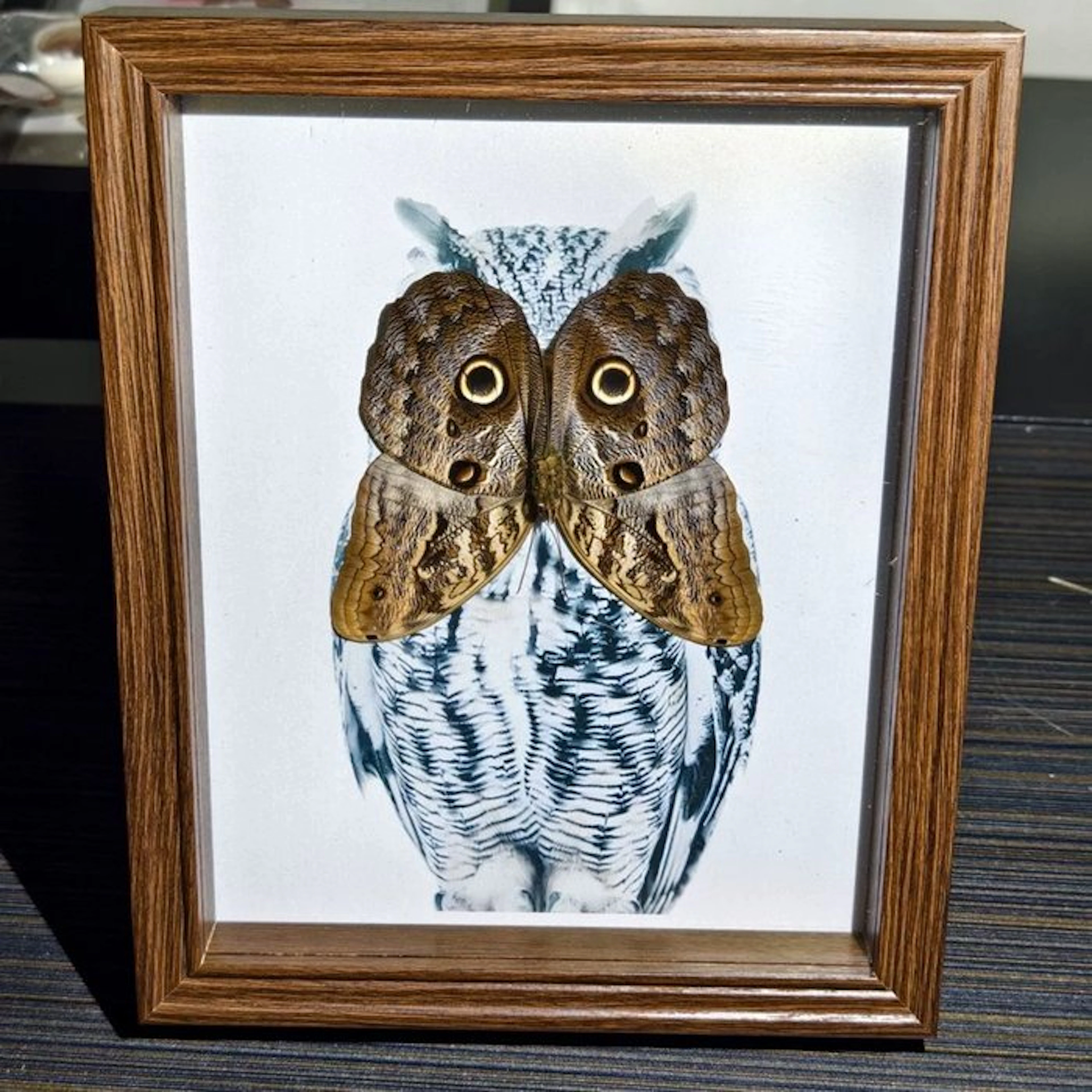 Butterfly Taxidermy wall mount - Caligo eurilochus - 28...