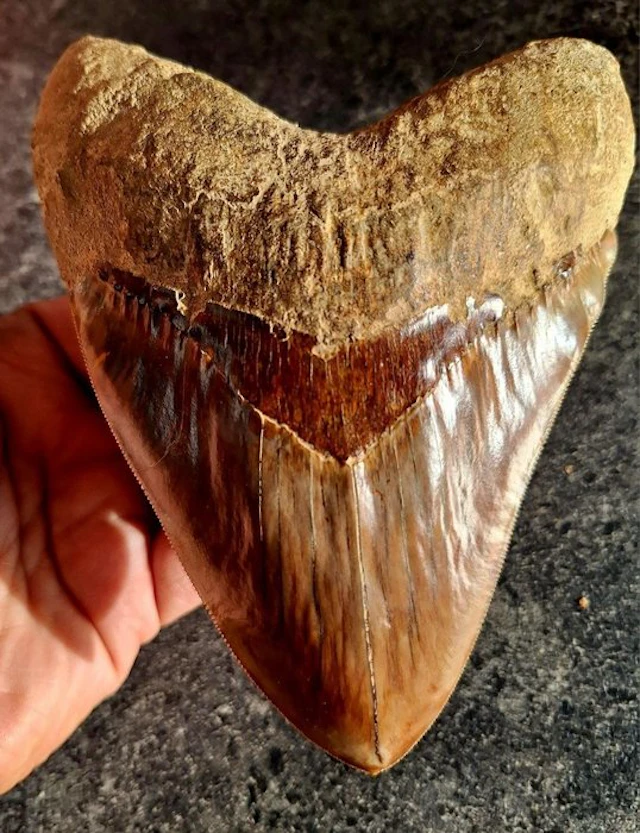 Megalodon - Fossil tooth - 14.9 cm - 11.3 cm
