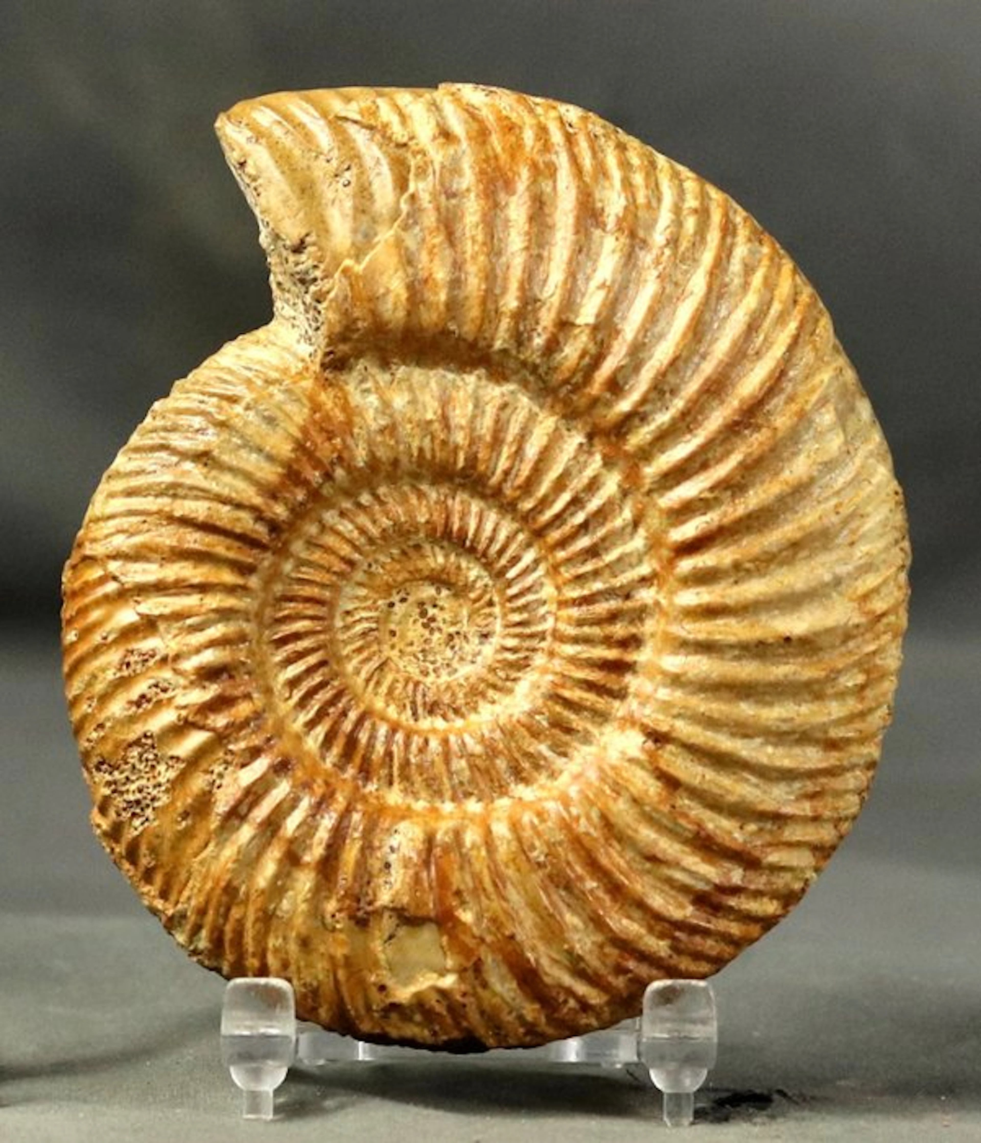 Finest ammonite - Fossilised animal - Parkinsonia...