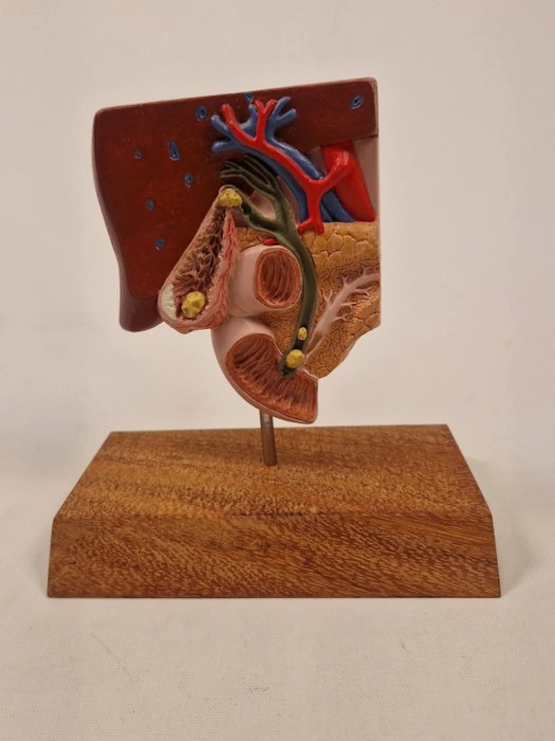 Anatomical model - plastic - 1980-1990 - Model liver and bile ducts