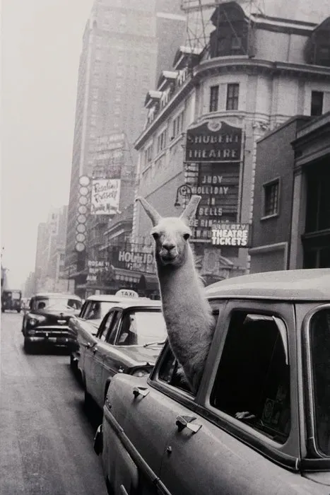 Inge Morath - A llama in Times Square. New York City, USA, 1957