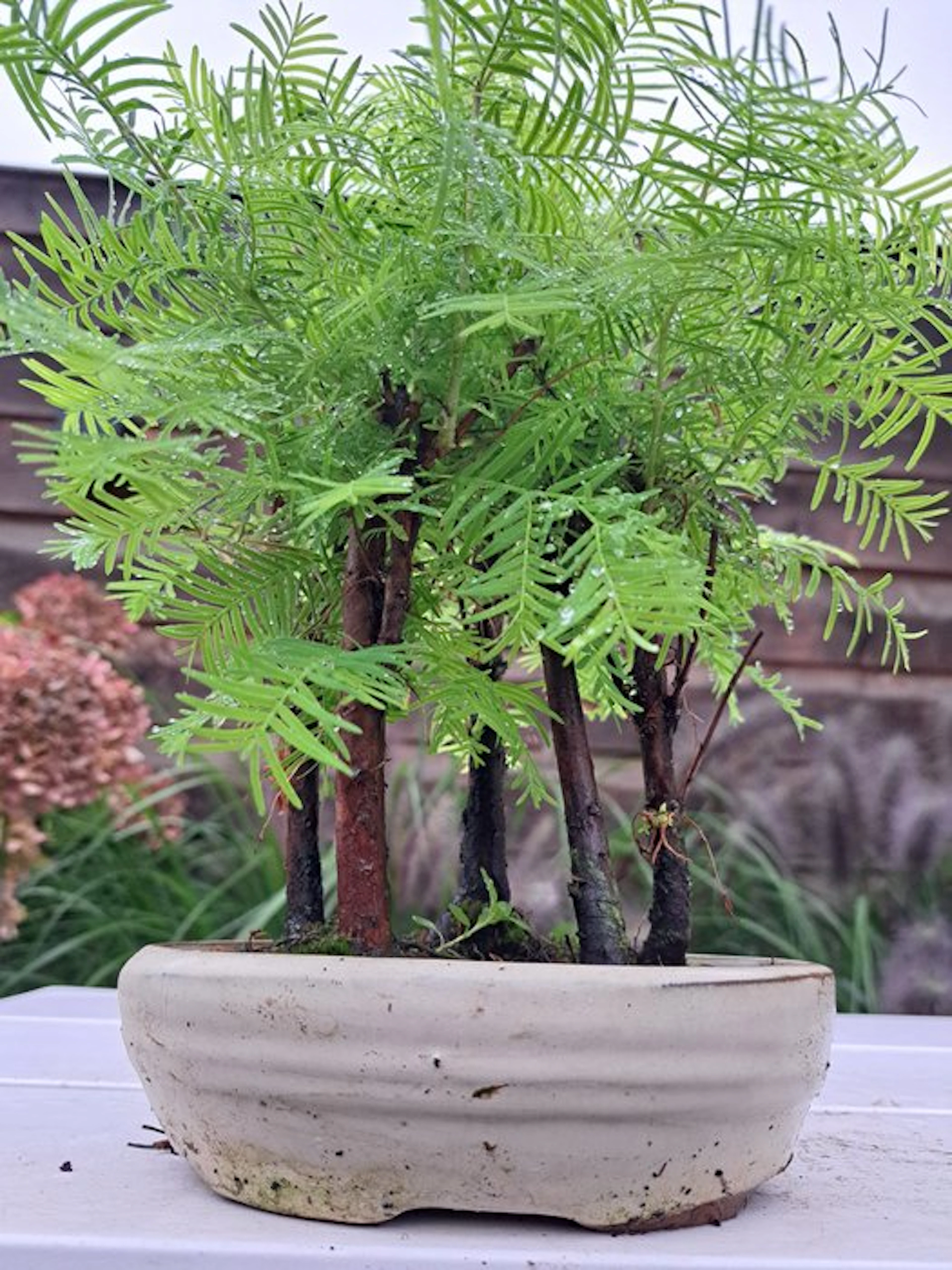 Metasequoia grove in a bonsai pot - Height (Tree): 29 cm...