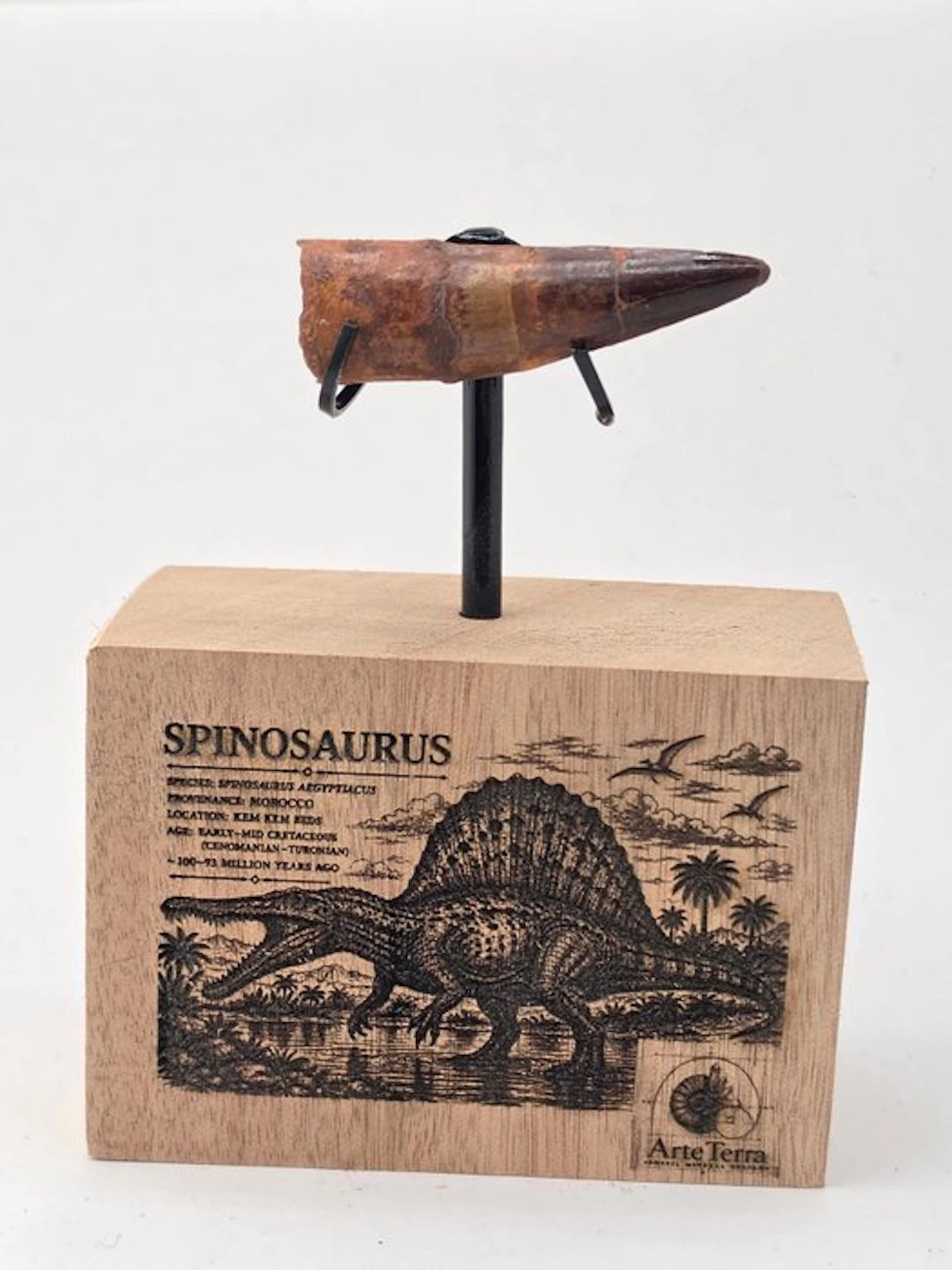 Spinosaur - Fossilised animal - Spinosaur Aegyptiacus (No reserve price)