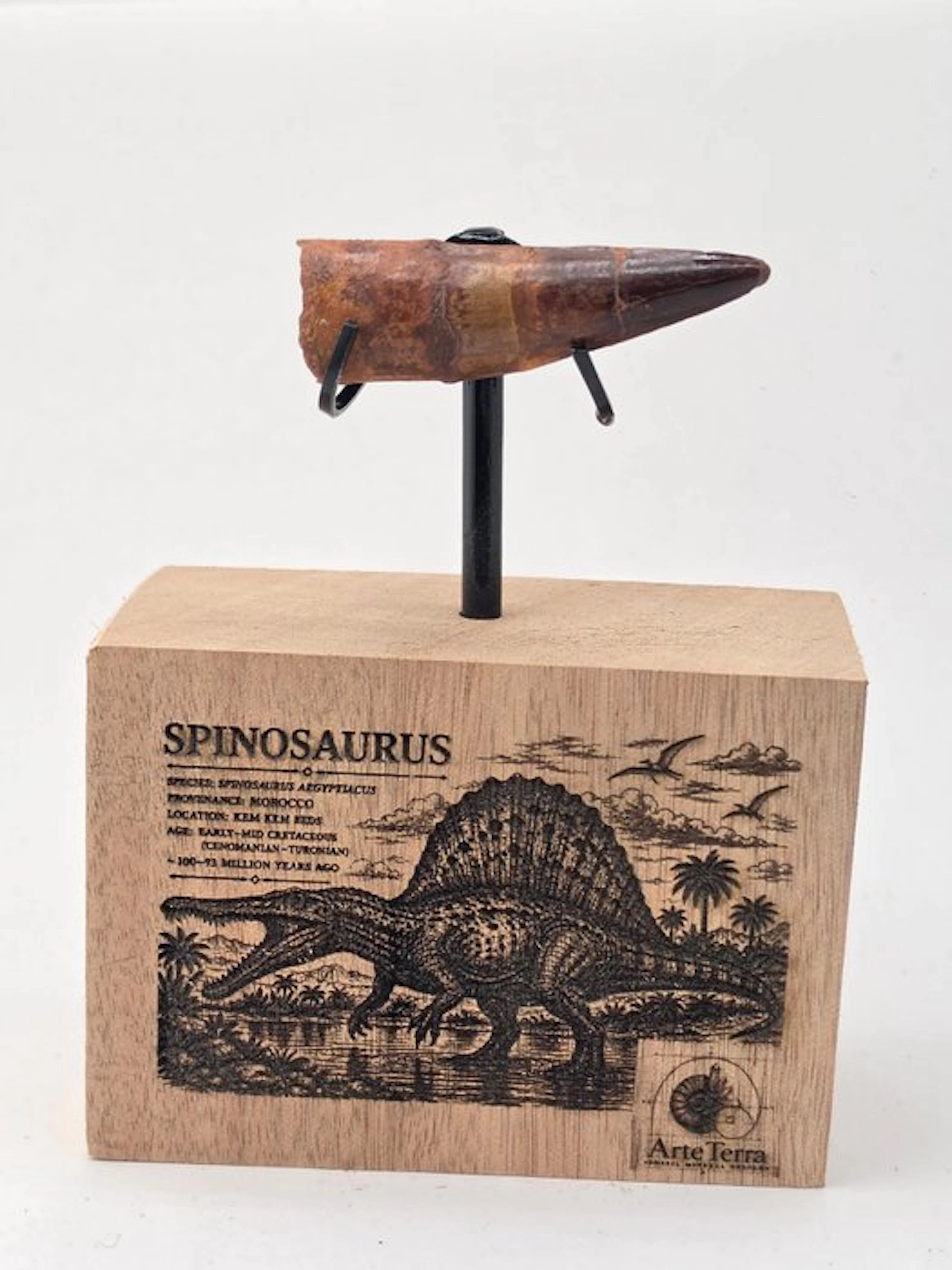 Spinosaur - Fossilised animal - Spinosaur Aegyptiacus (No reserve price)