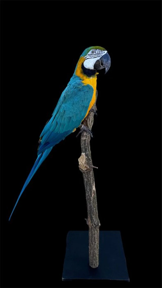 Macaw Taxidermy full body mount - Ara ararauna - 90 cm...