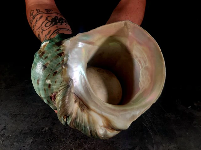Huge Turbinidae with operculum Taxidermy full body mount...