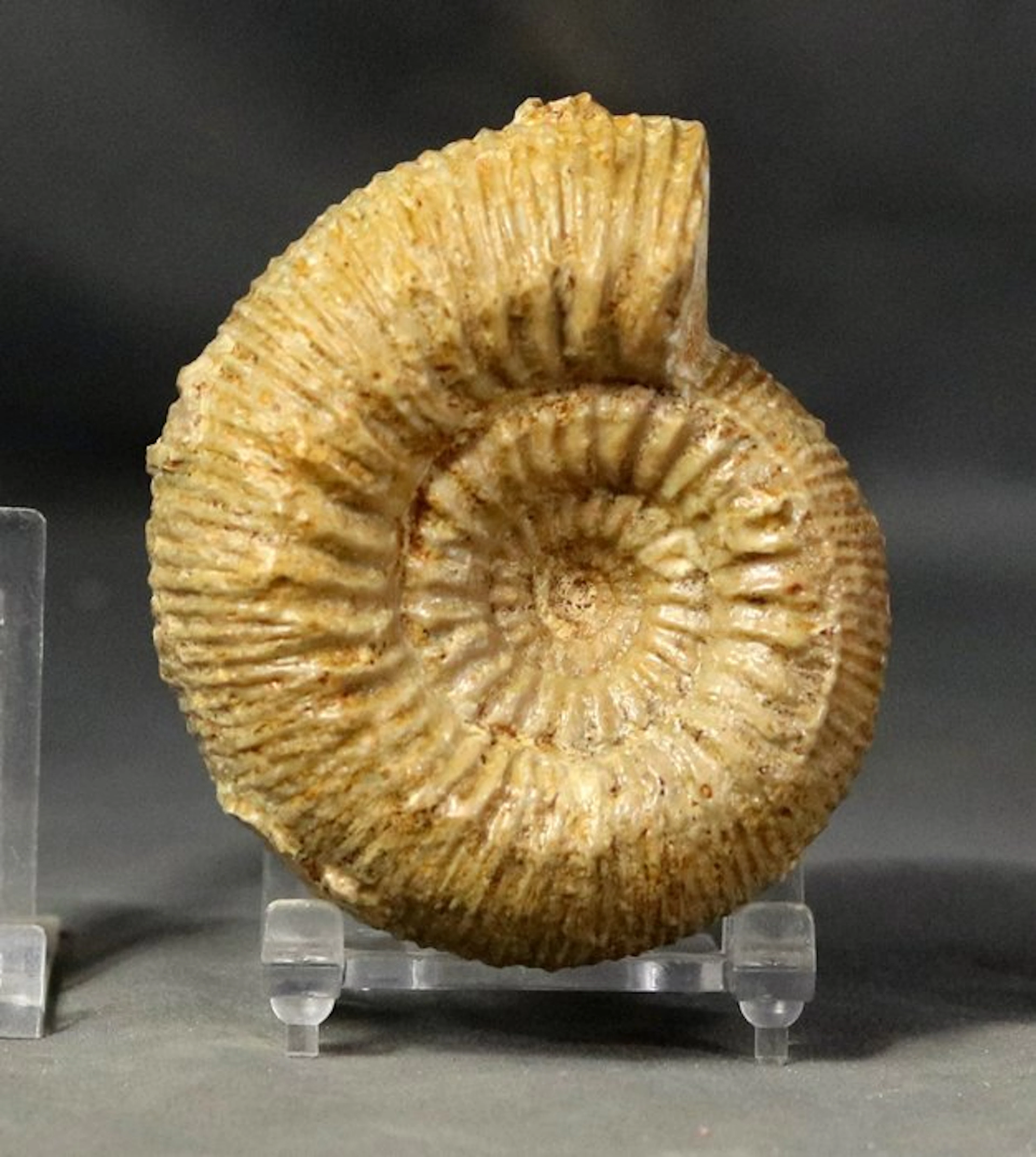 A fine ammonite - With two sides cleaned - Fossilised...