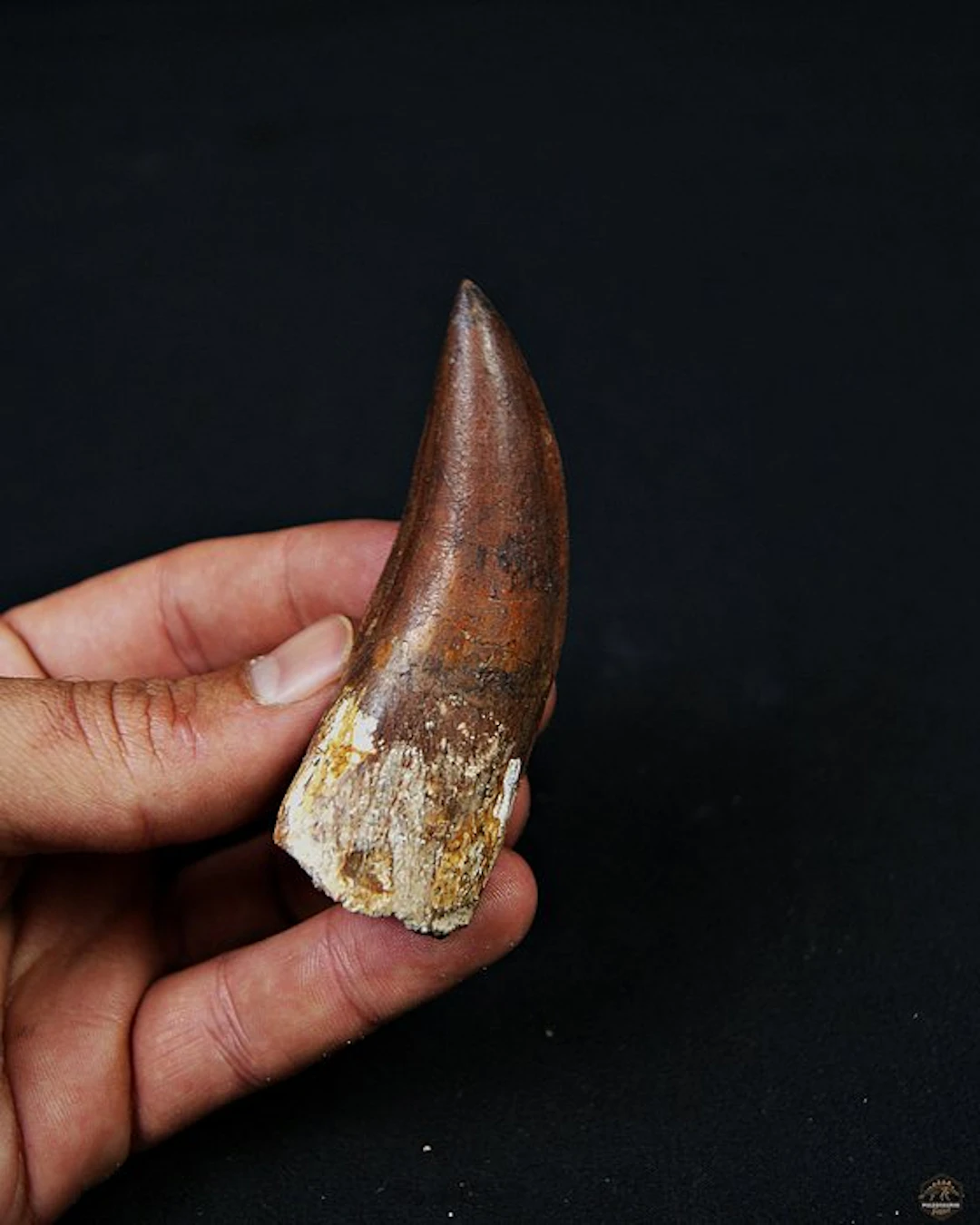 Dinosaur - Fossil tooth - Carcharodontosaurus saharicus