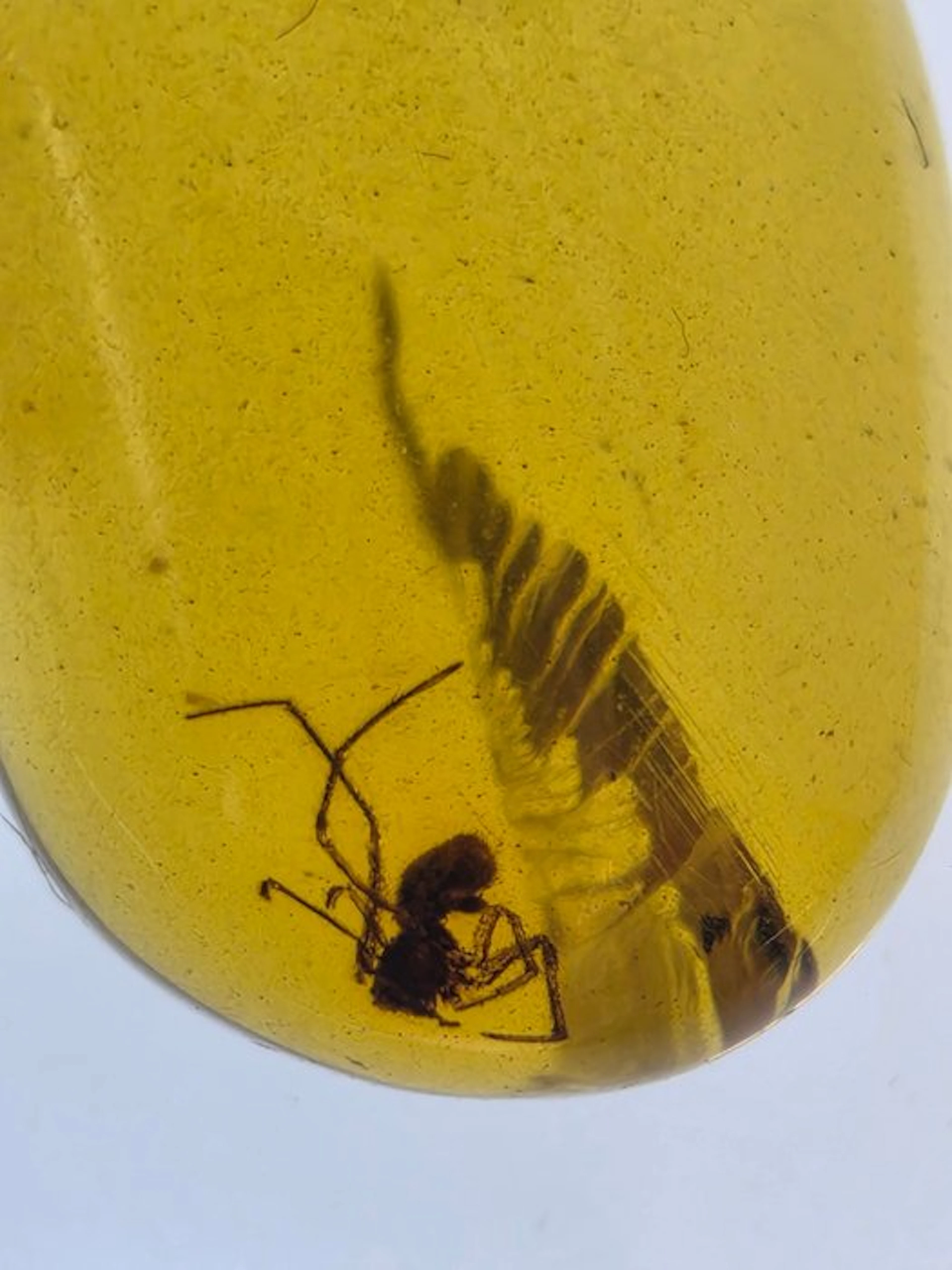 Burmese amber - Amber - Burmese Amber with Fossil Spider Inclusion – Cretaceous
