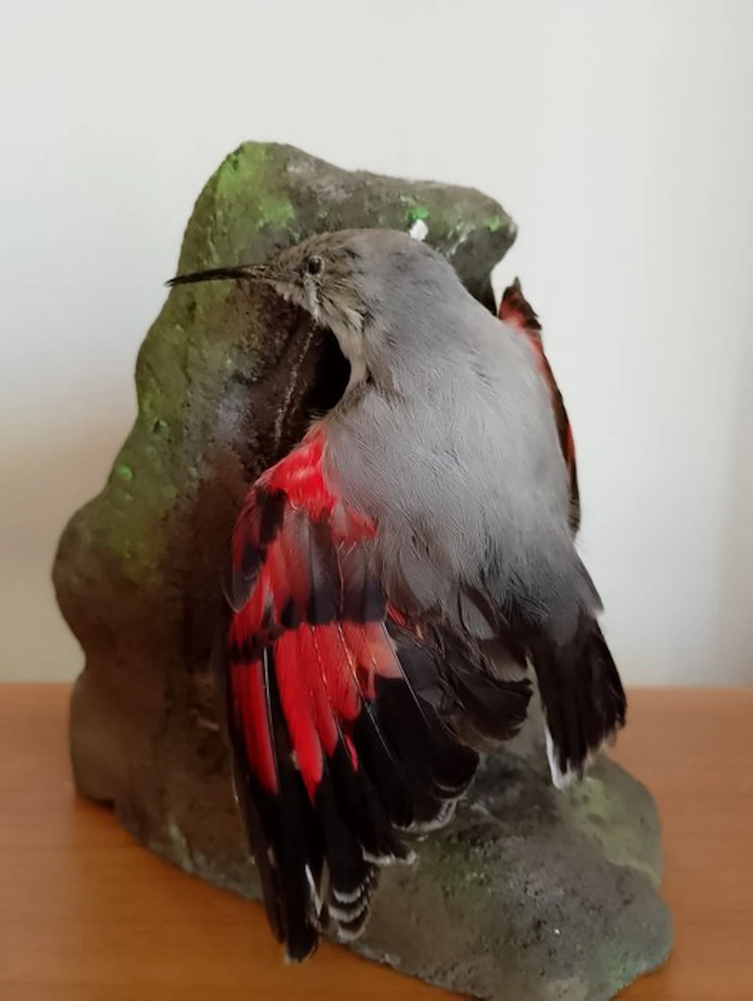 Wallcreeper Taxidermy full body mount - Tichodroma...