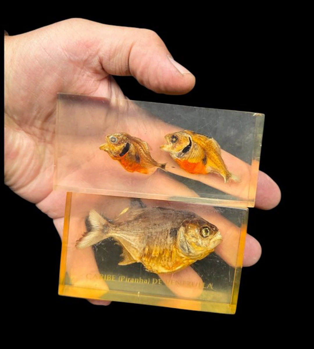3 Authentic piranha in resin - Diorama