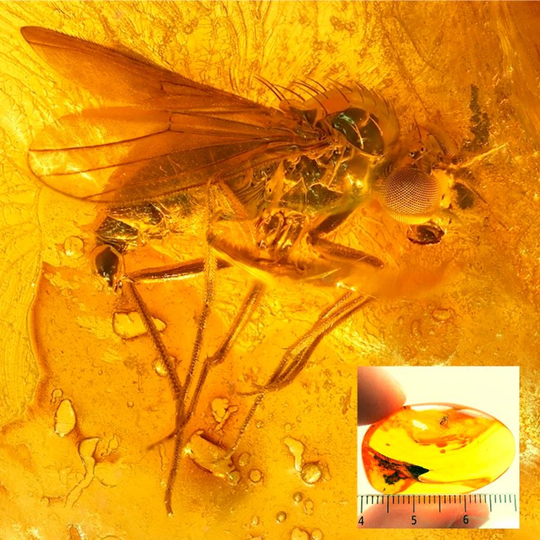 Amber - Amber - Fly - Inclusion its 3mm - 32 mm - 8 mm