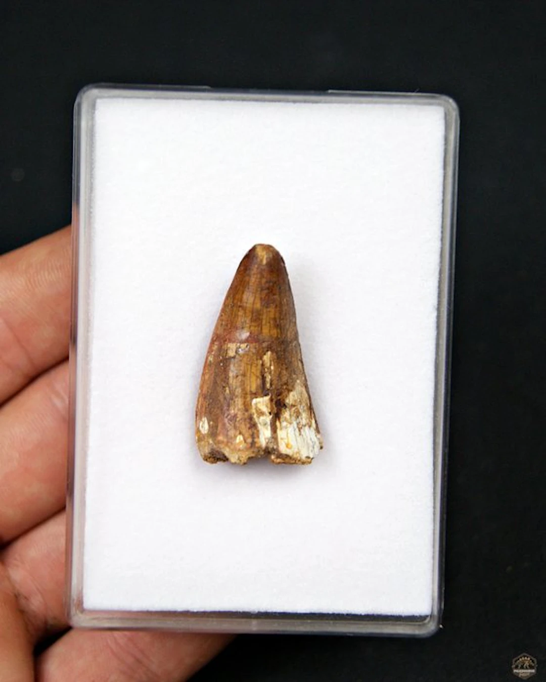 Crocodile - Fossil tooth - Elosuchus cherifiensis (No reserve price)