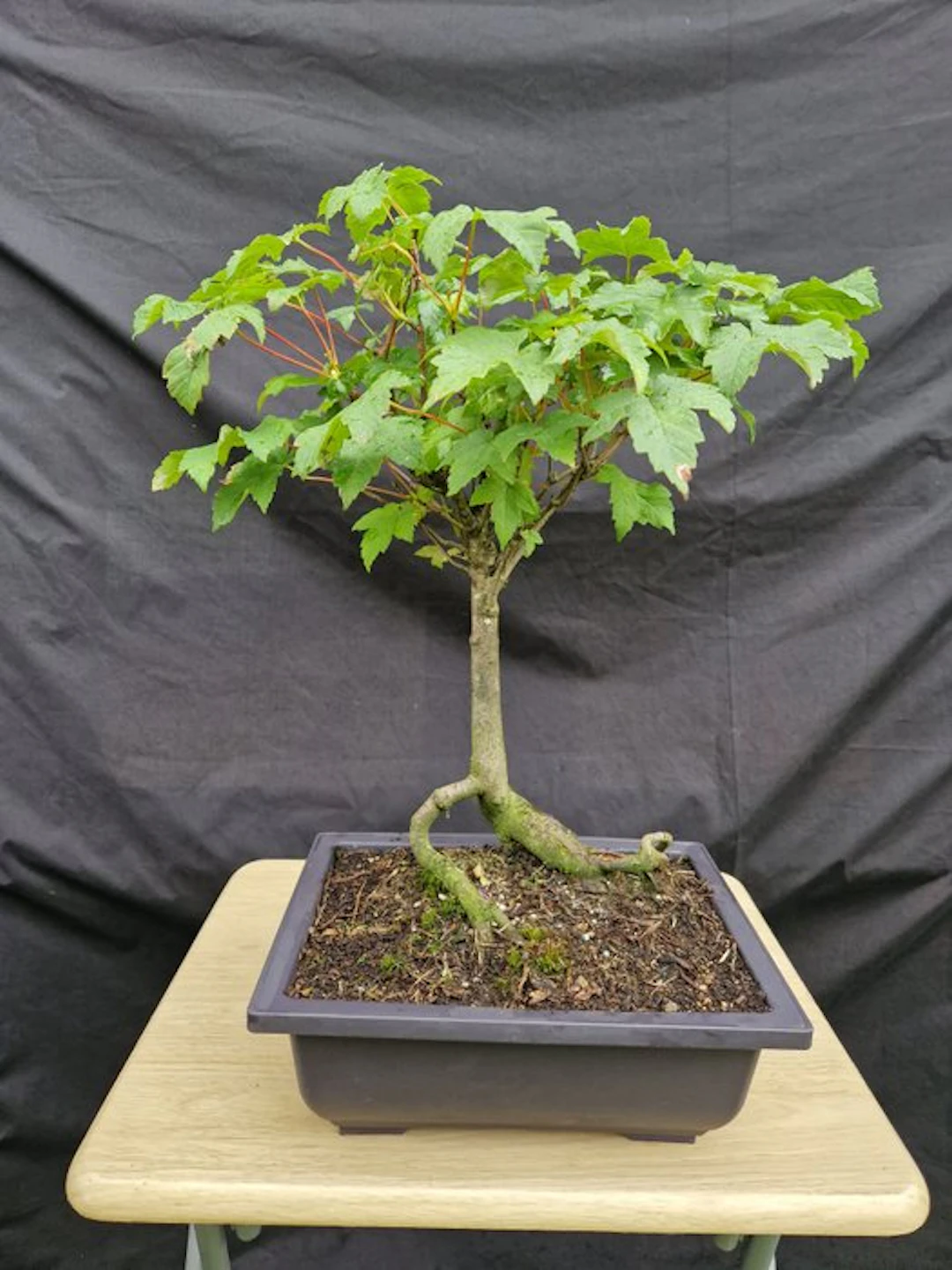 Sycamore maple - Height (Tree): 45 cm - Depth (Tree): 45 cm - France