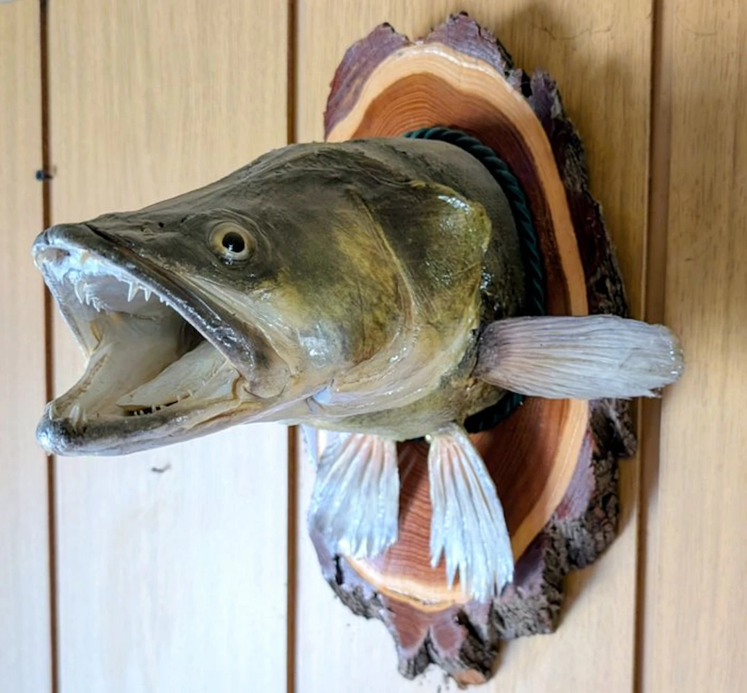 Zander Taxidermy full body mount - Sander lucioperca - 35...