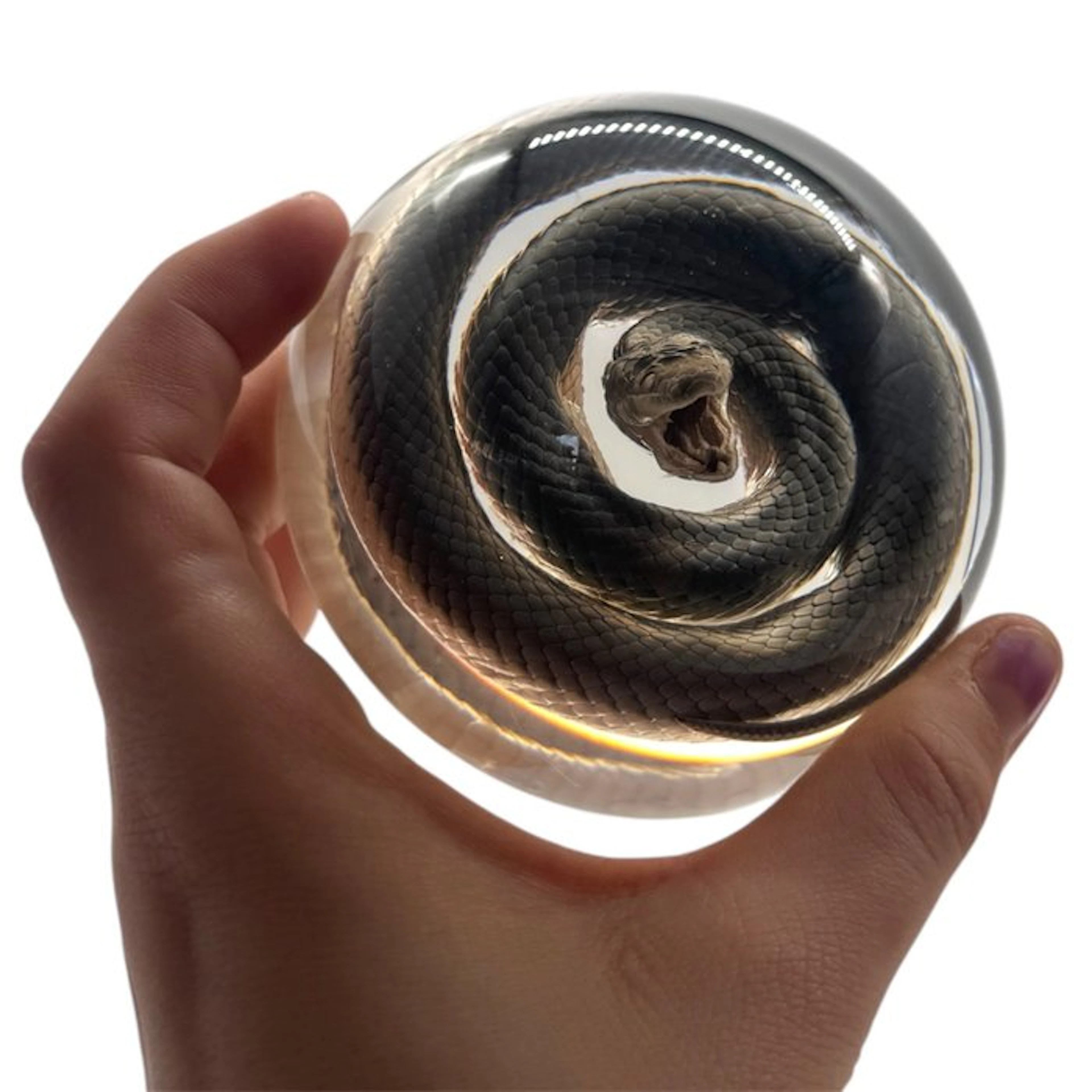 Slang in Resin Taxidermy full body mount - Serpentes sp. - 4 cm - 9 cm - 9 cm