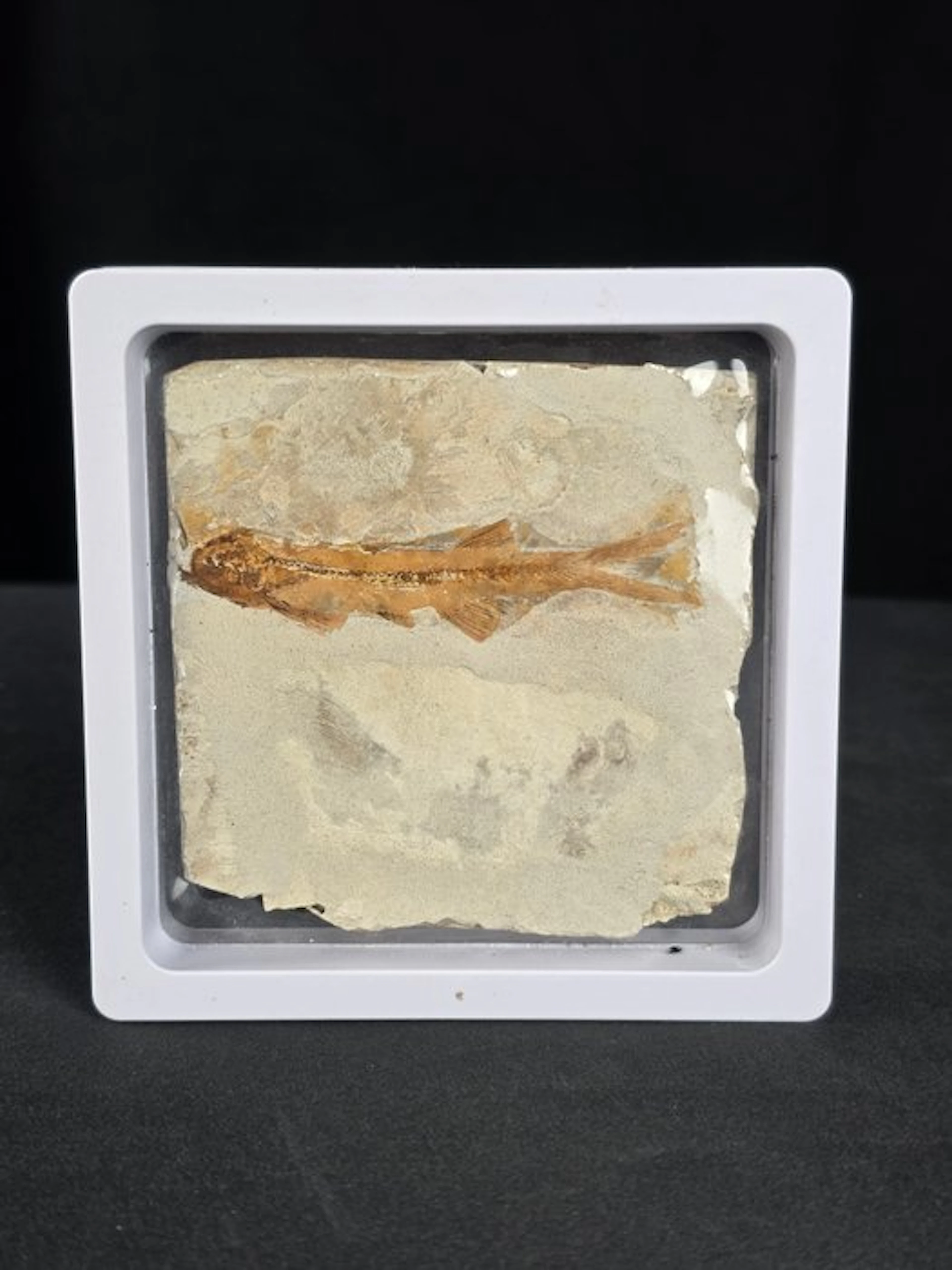 Fish - Fossilised animal - Lycoptera - 11 cm (No reserve price)