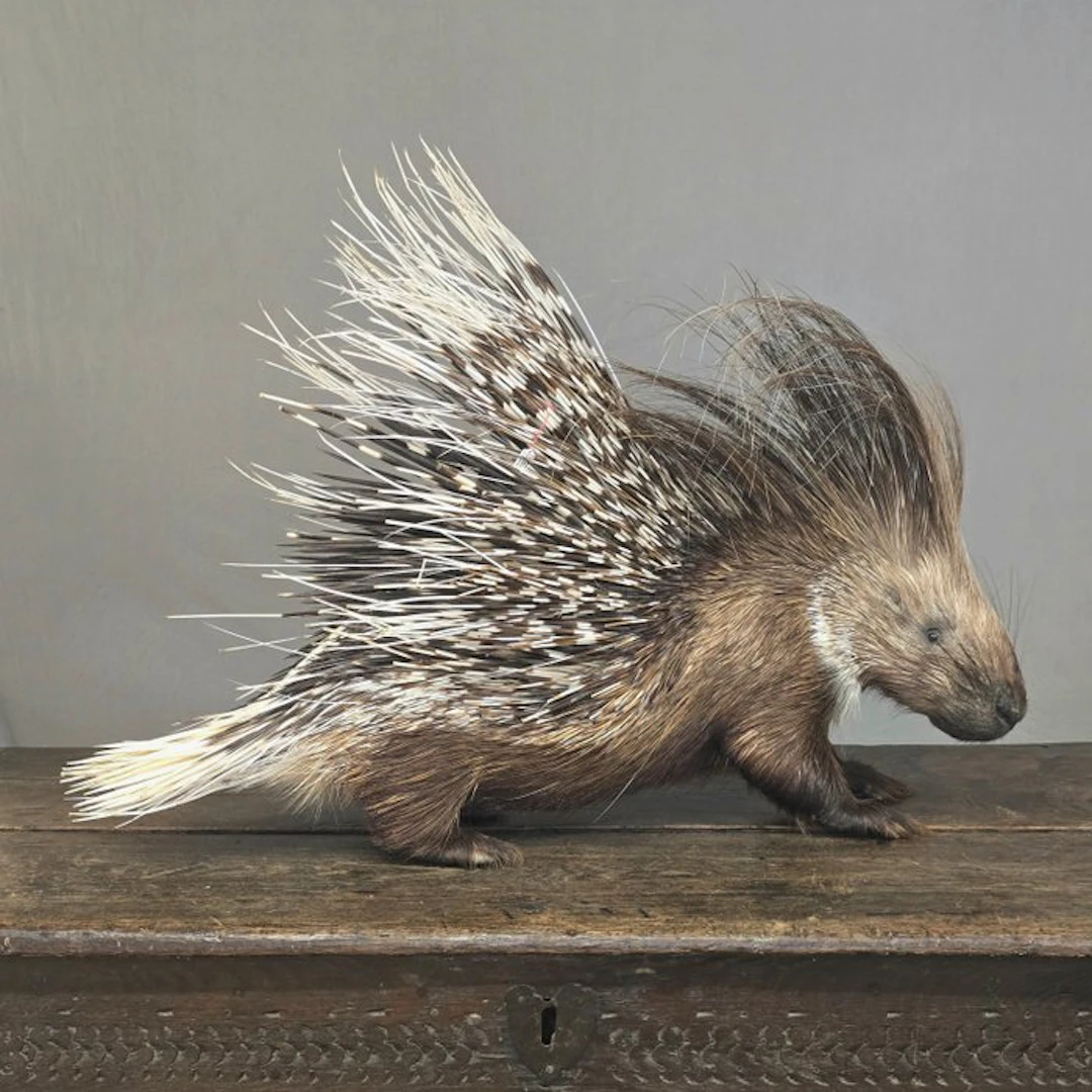 Afrikaans porcupine Taxidermy full body mount - Hystrix...