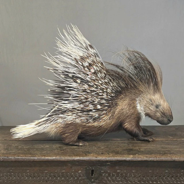 Afrikaans porcupine Taxidermy full body mount - Hystrix...