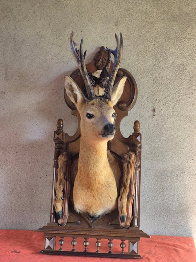 Siberian roe deer and European roe deer Taxidermy wall...