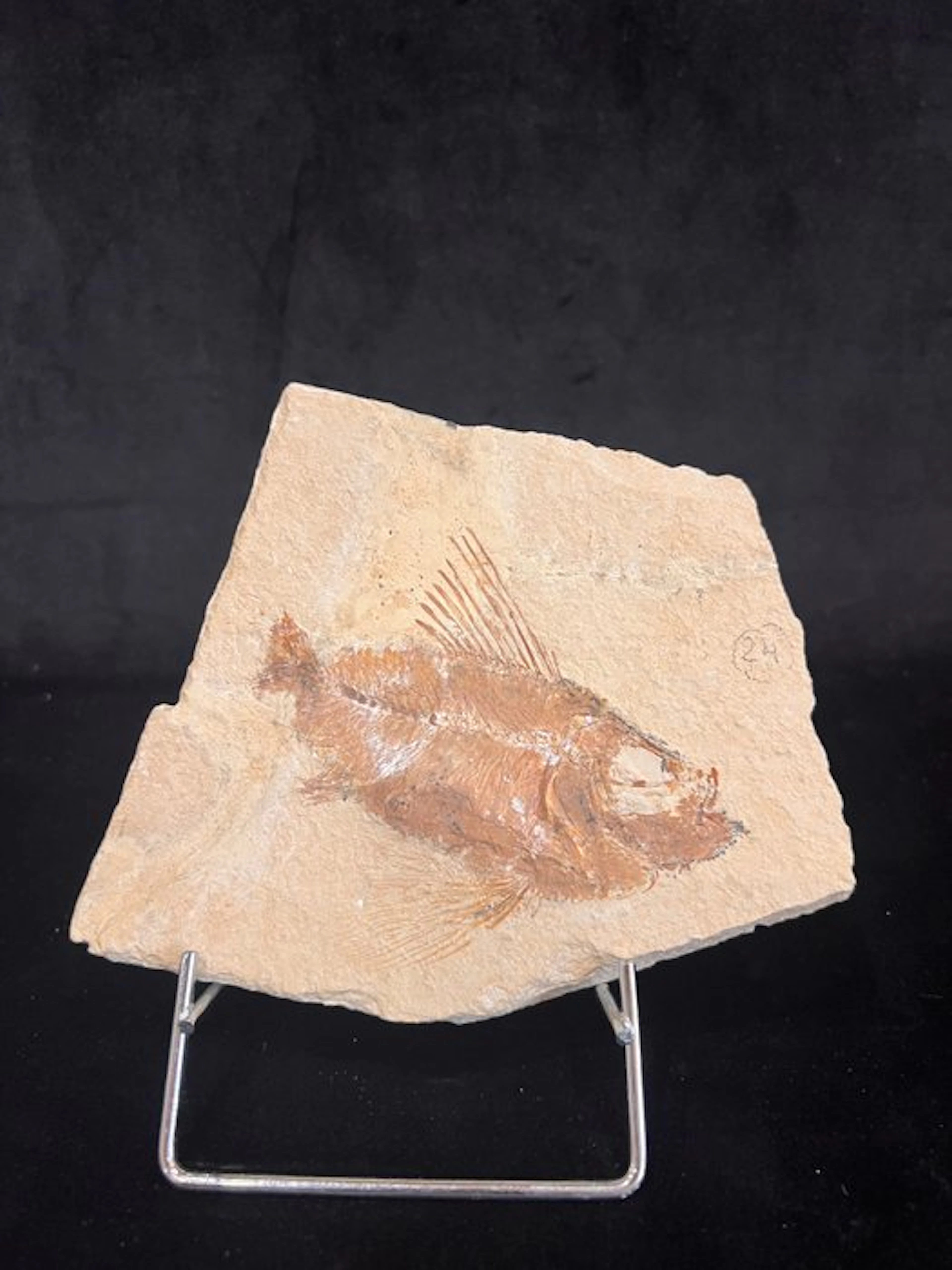 Fish - Fossil skeleton - Ctenothrissa - 11.5 cm - 13.5 cm