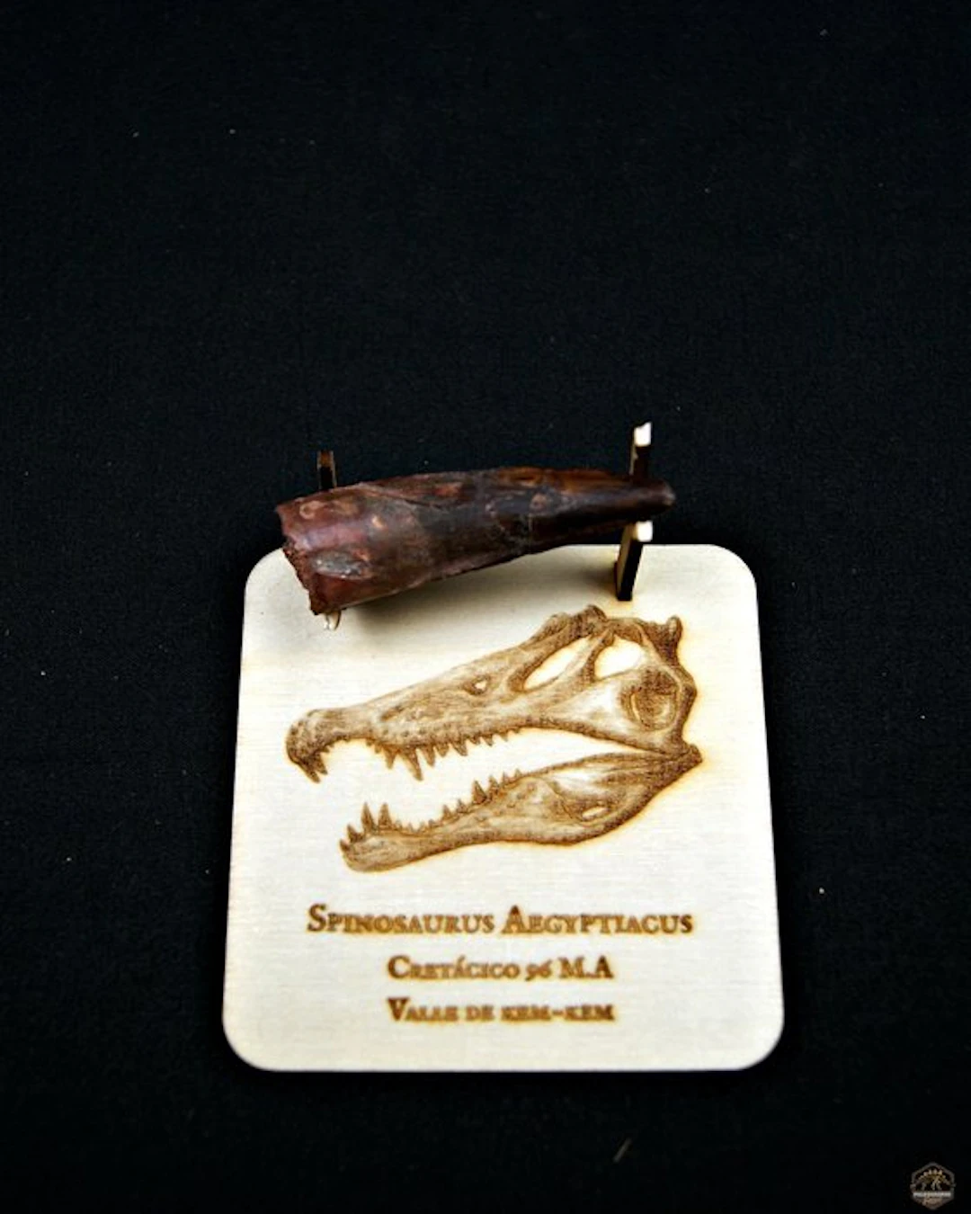 Spinosaur - Fossilised tusk - Spinosaurus aegyptiacus (No reserve price)